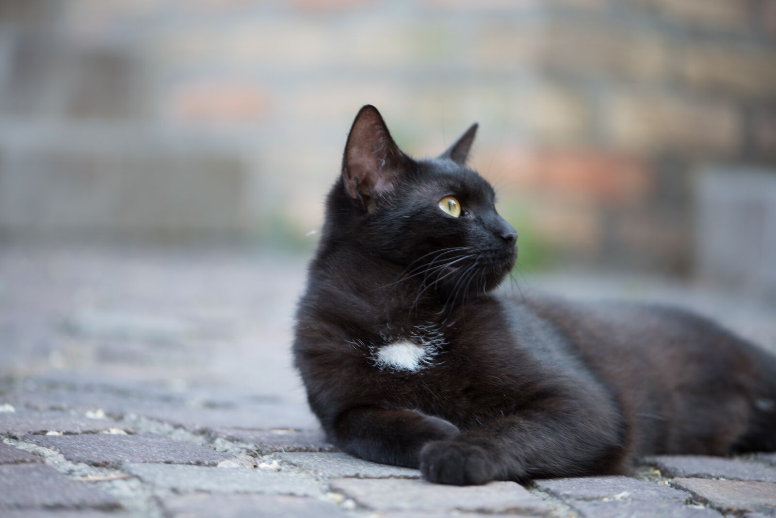 Nikon D750 sample photo. Domestic cat, black cat photography
