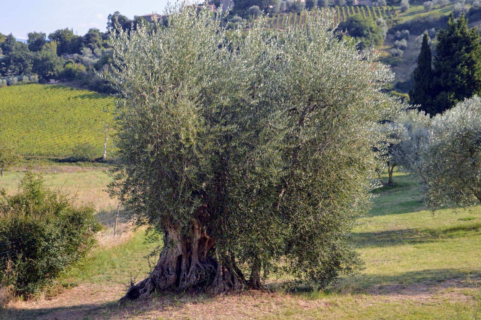 Nikon D3200 sample photo. Campaign, tuscany, olive photography