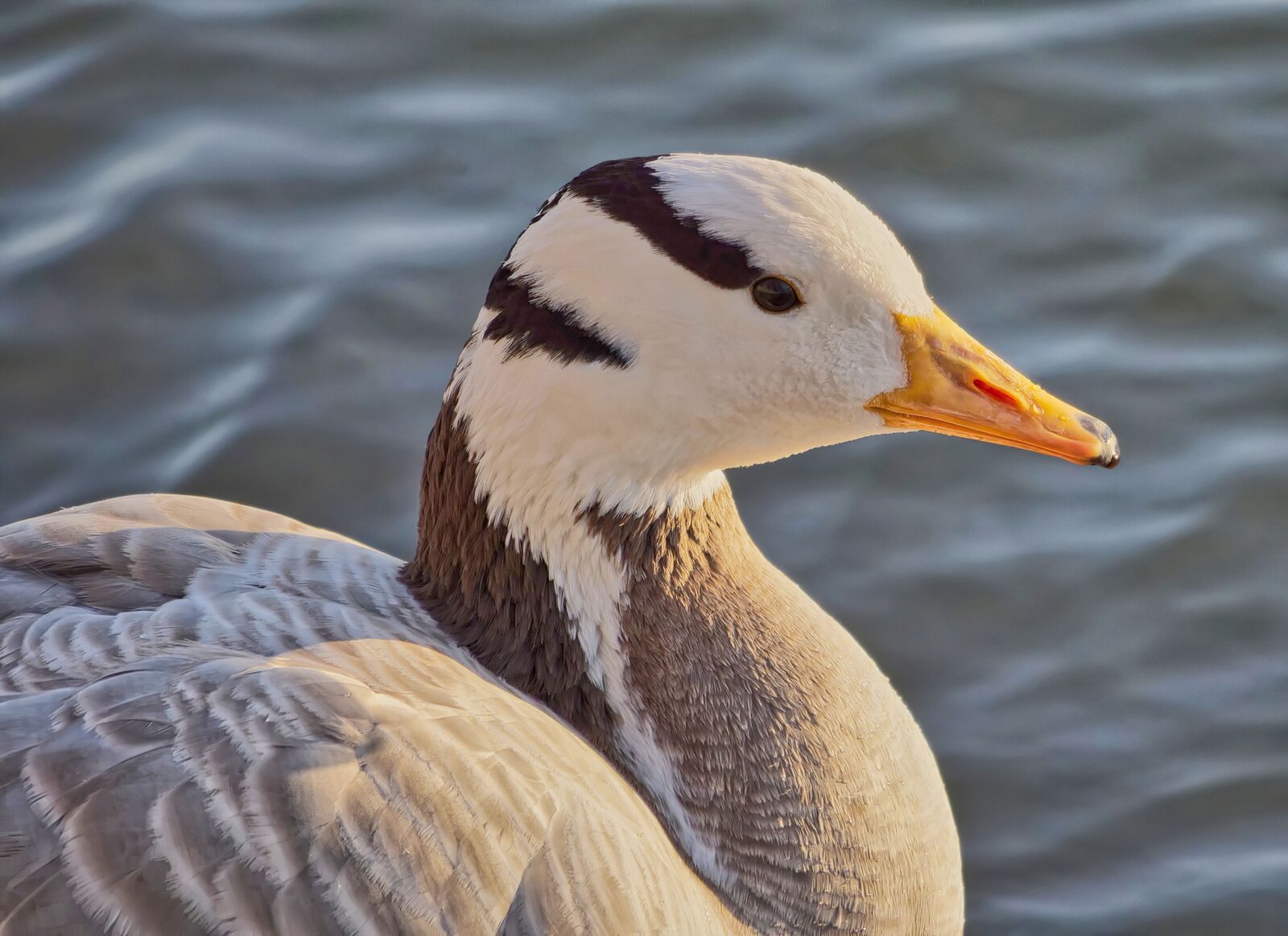 Panasonic Lumix DC-G9 sample photo. Goose, duck, bird photography