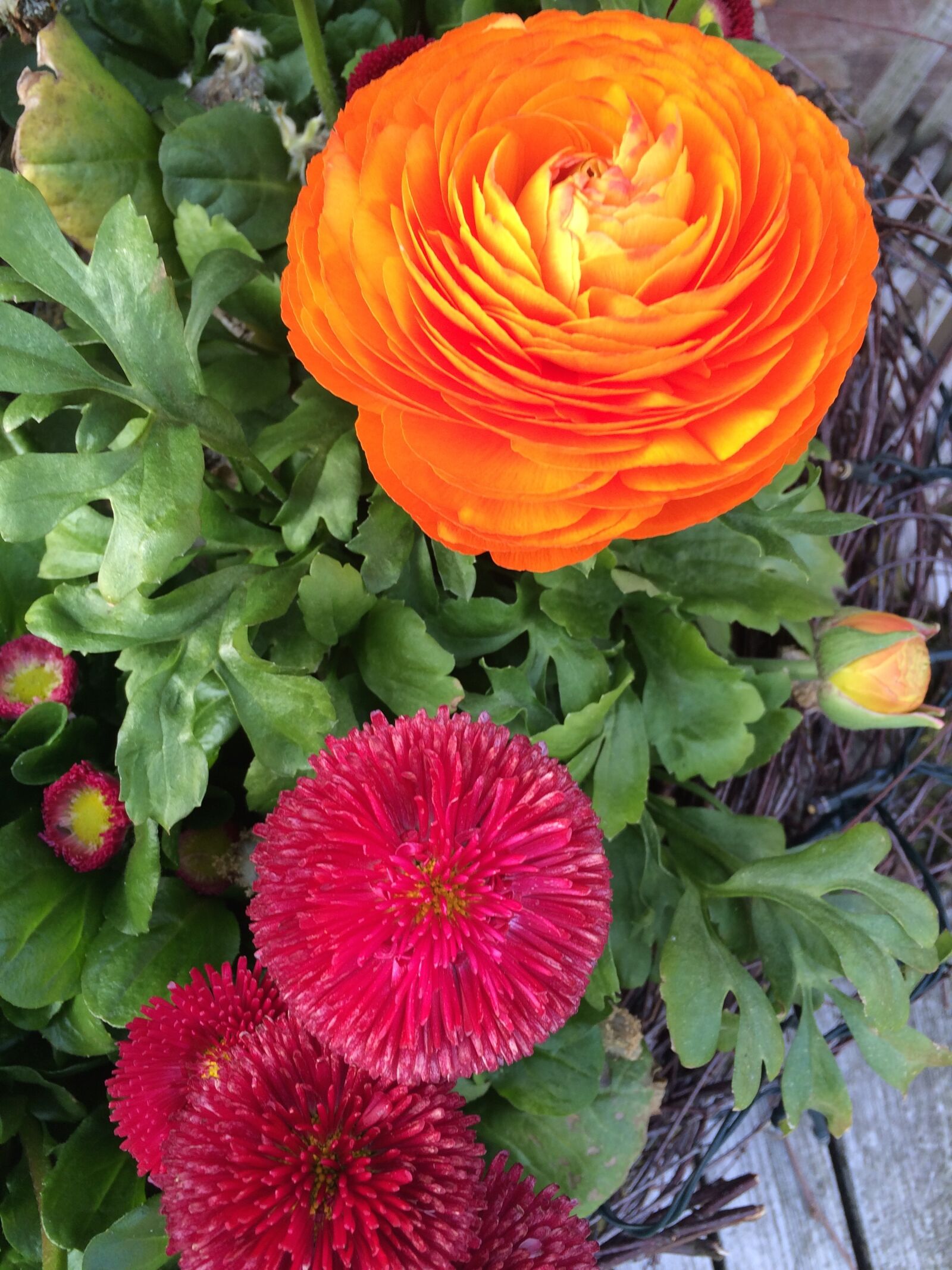 iPhone 5s back camera 4.15mm f/2.2 sample photo. Flower, ranunculus, blossom photography