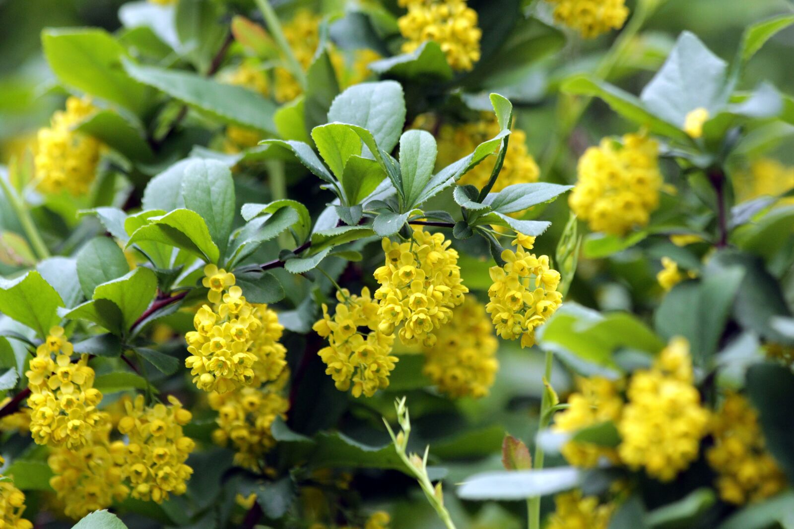 Canon EOS 650D (EOS Rebel T4i / EOS Kiss X6i) sample photo. Barberry, korean barberry, shrub photography