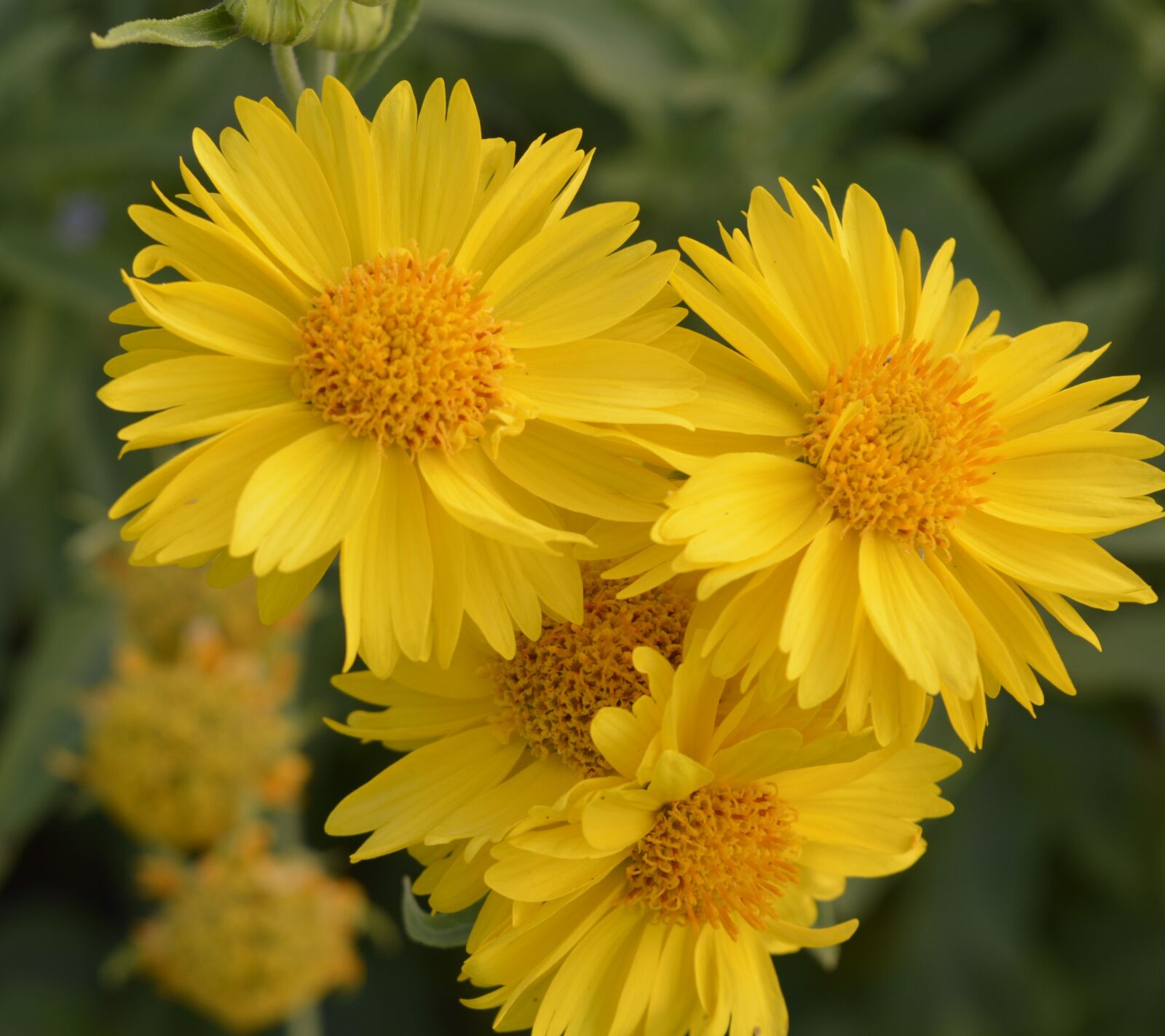 Nikon D5200 sample photo. Nature, summer, flora photography