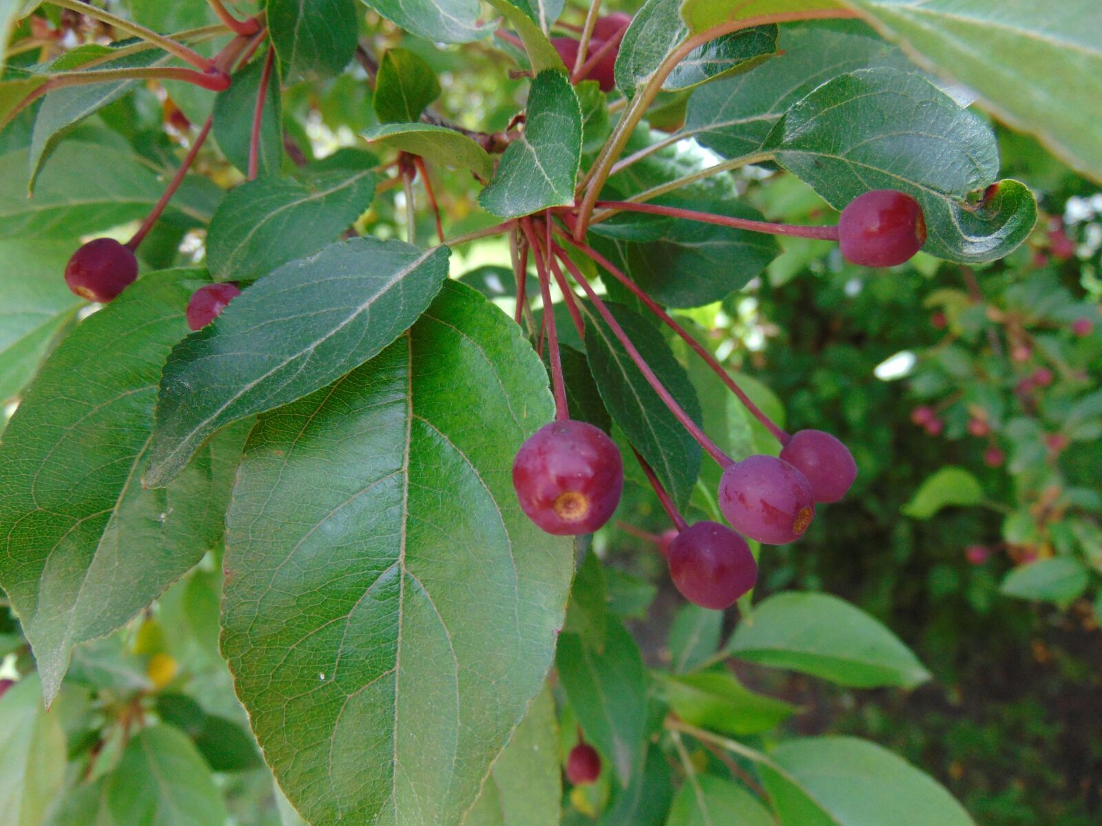Sony Cyber-shot DSC-H300 sample photo. Cranberry, fruit, tree photography