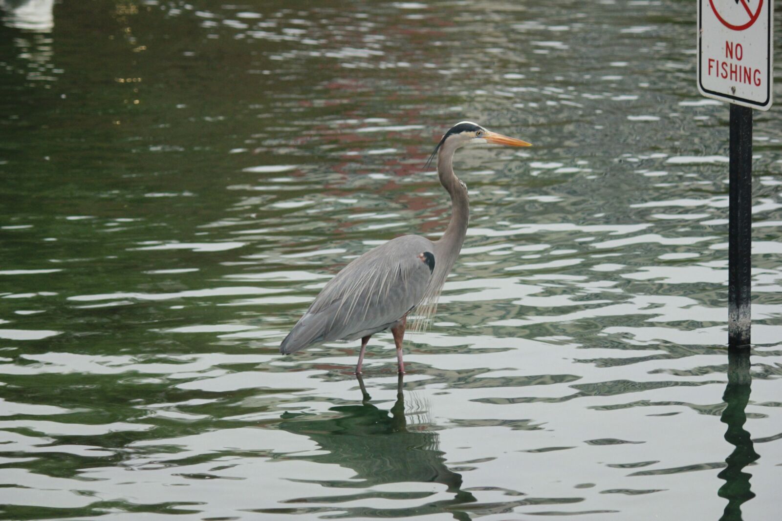 Canon EOS 550D (EOS Rebel T2i / EOS Kiss X4) sample photo. Ave, water bird, heron photography