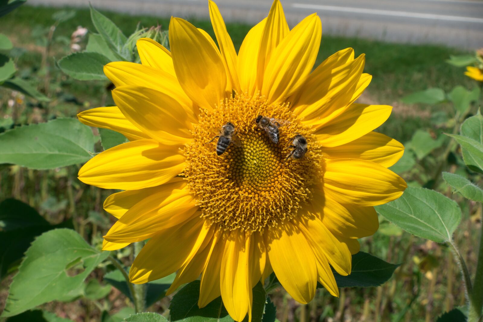 Sony Cyber-shot DSC-RX100 III sample photo. Sunflower, helianthus annuus, flower photography