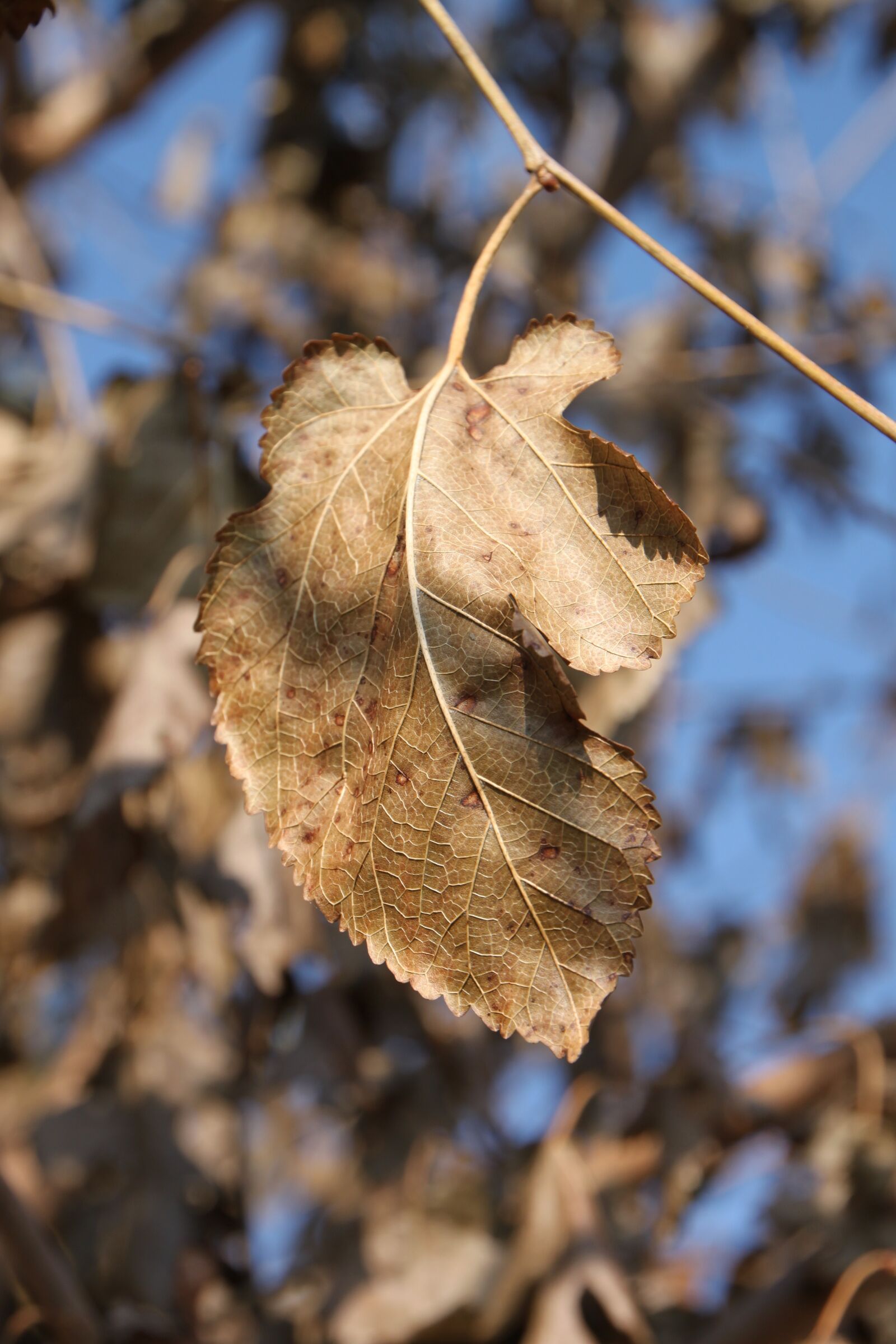 Canon EOS 500D (EOS Rebel T1i / EOS Kiss X3) sample photo. Dried, leaves, mulberry photography