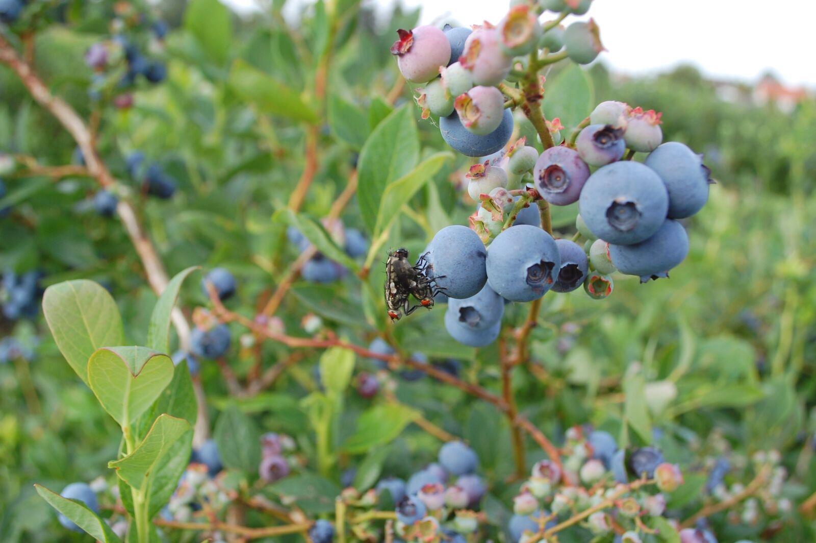 Nikon D40 sample photo. Flying, raspberry, flower photography