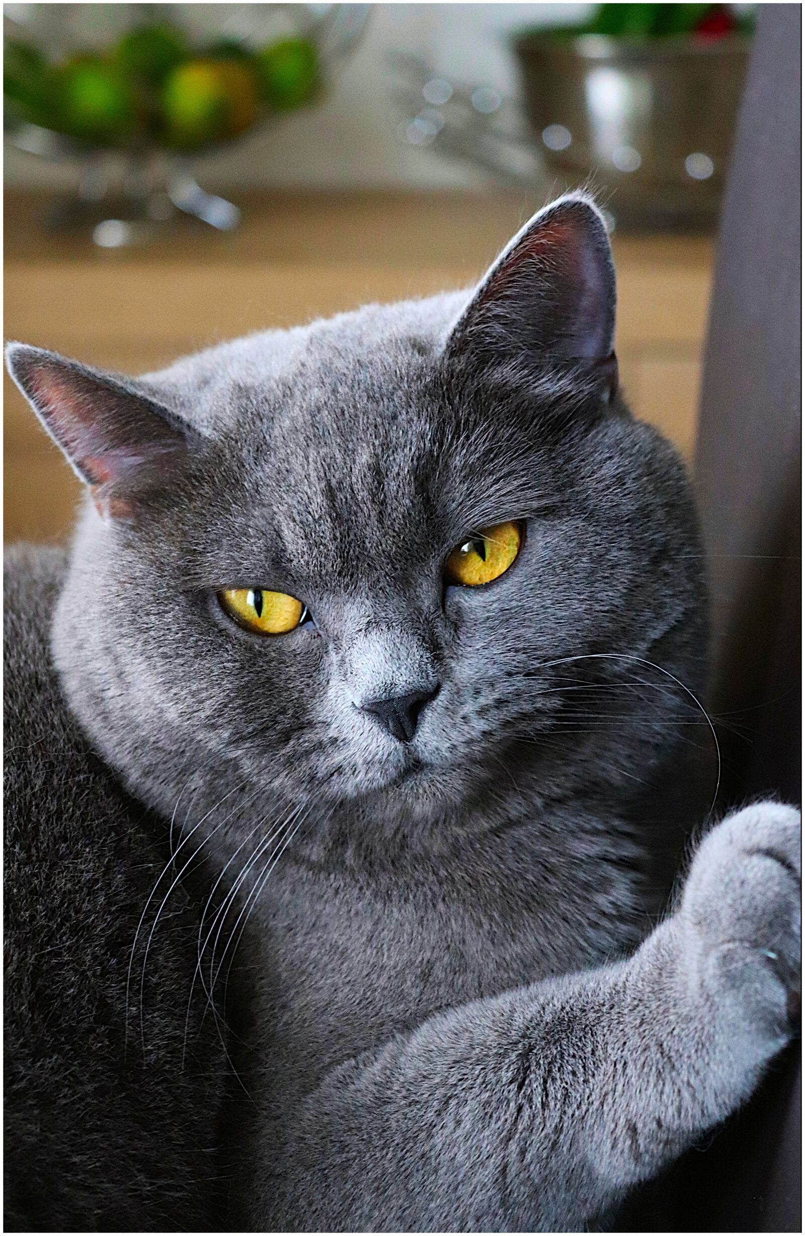 Canon EOS 200D (EOS Rebel SL2 / EOS Kiss X9) sample photo. Cat, view, cat's eyes photography