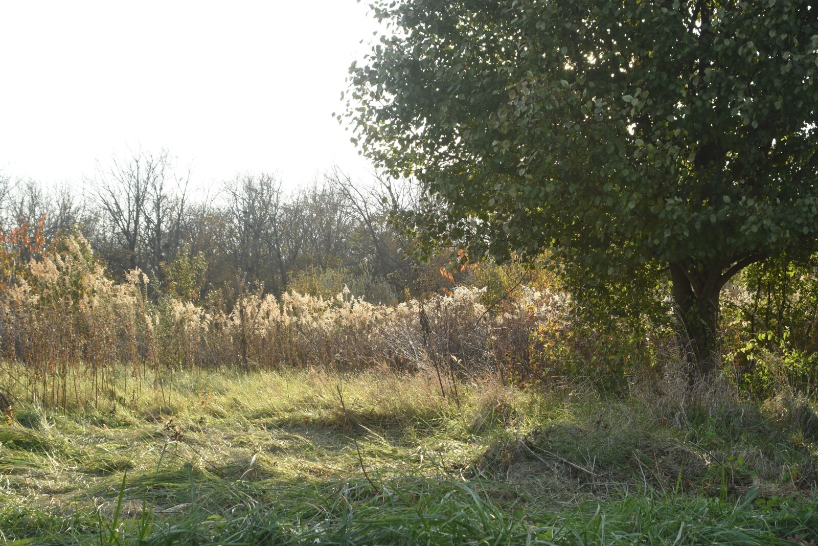 Nikon D7200 sample photo. Tree, grass, prairie photography
