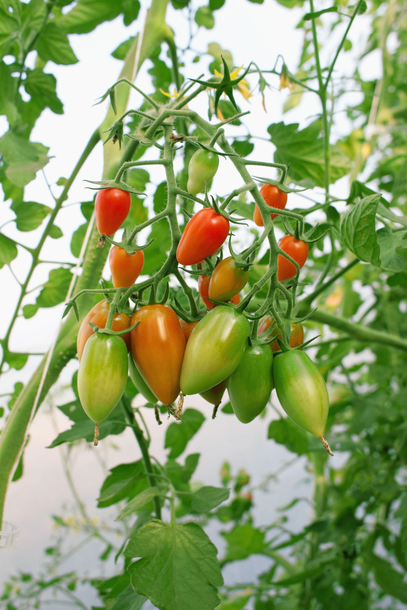 Canon EOS 700D (EOS Rebel T5i / EOS Kiss X7i) sample photo. Tomatoes, nachtschattengewächs, tomatenrispe photography
