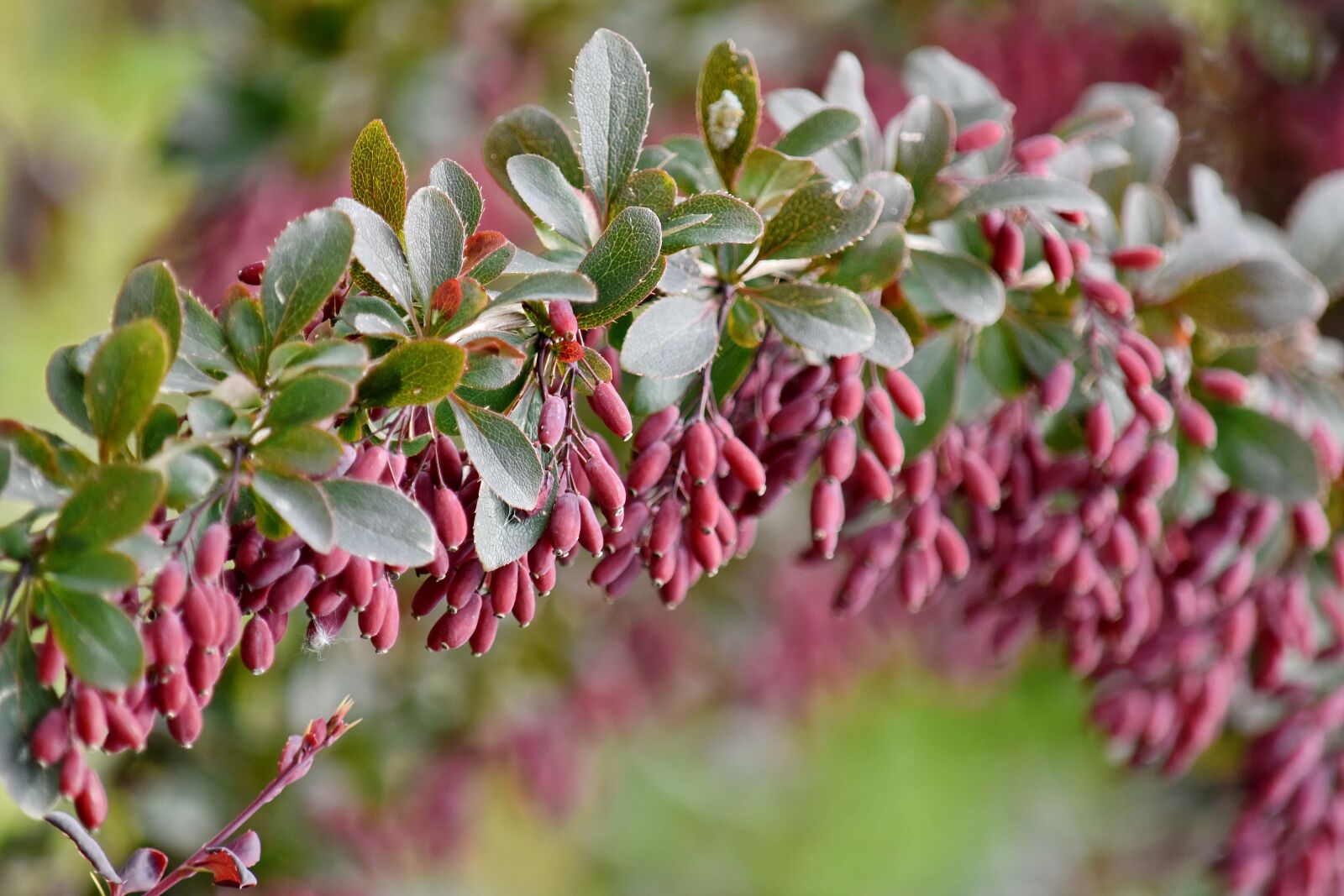 Nikon D5500 sample photo. Branch, flora, nature, plant photography