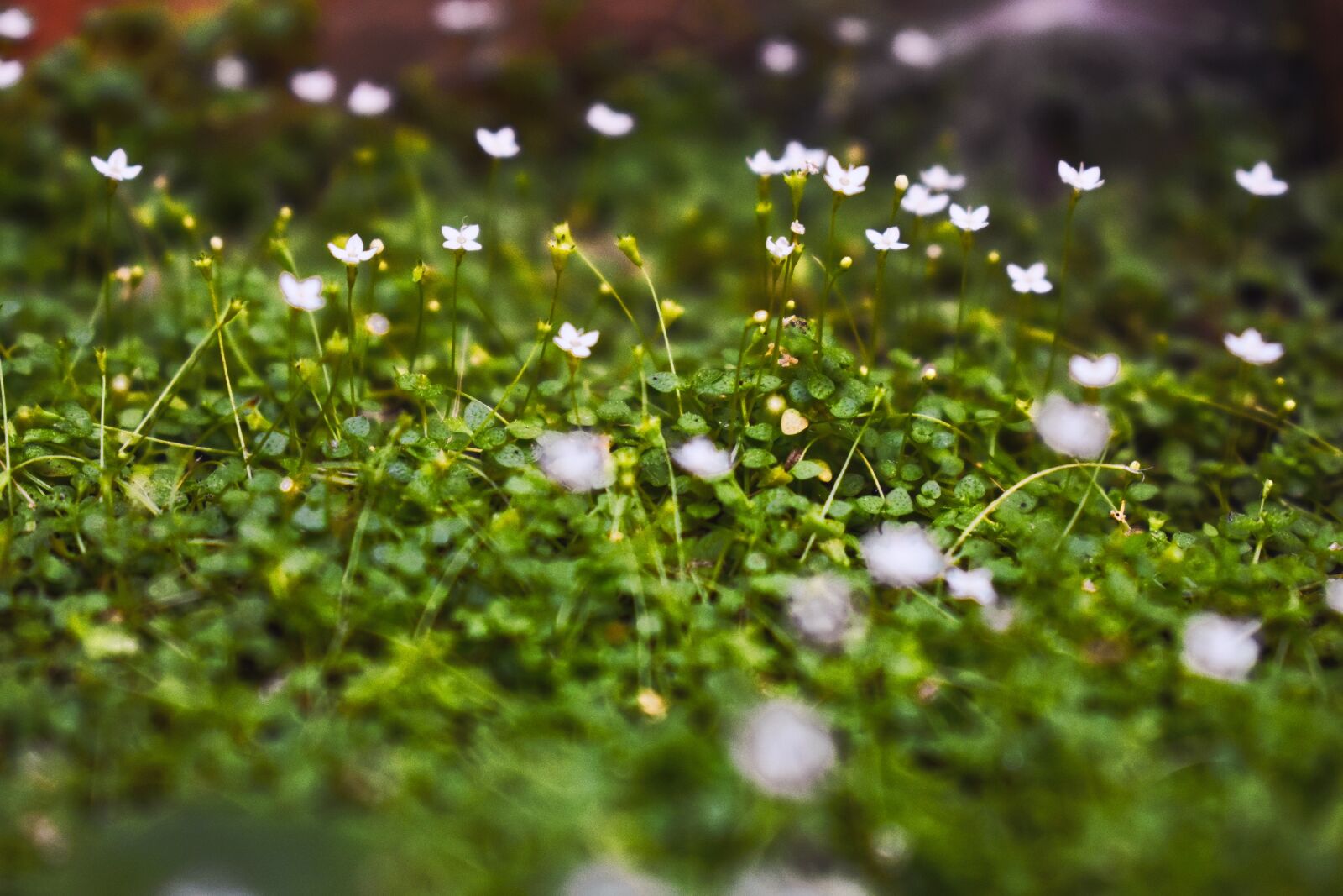 Nikon D3400 sample photo. Nature, flowers, white photography