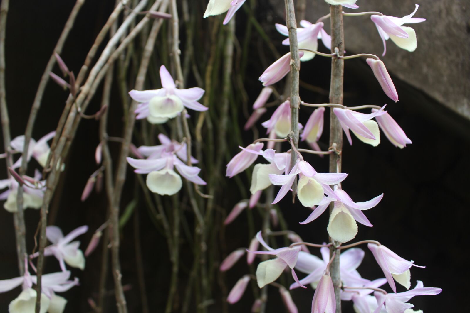 Canon EOS 100D (EOS Rebel SL1 / EOS Kiss X7) sample photo. Orchid, flower, nature photography