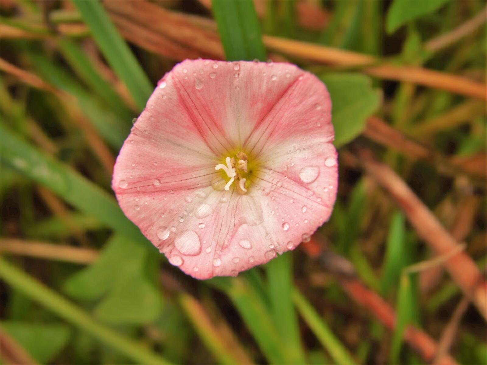 CASIO EX-FH25 sample photo. Pink, flower, nature photography