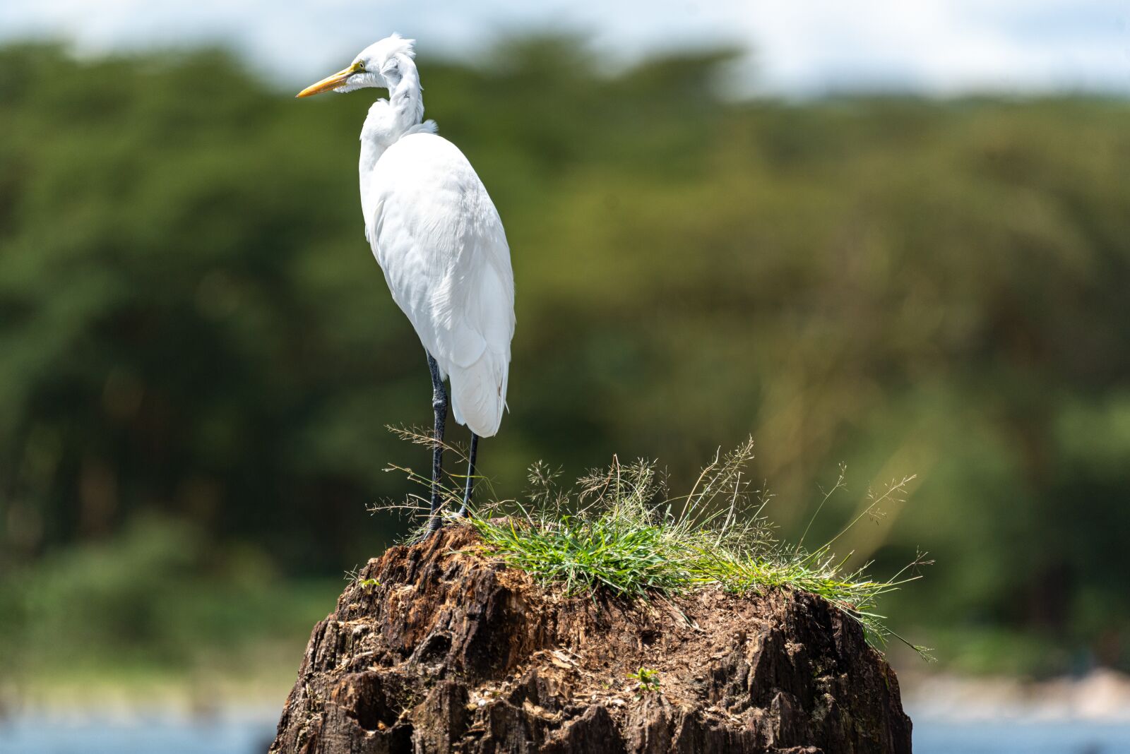 Nikon D750 sample photo. Bird, africa, nature photography