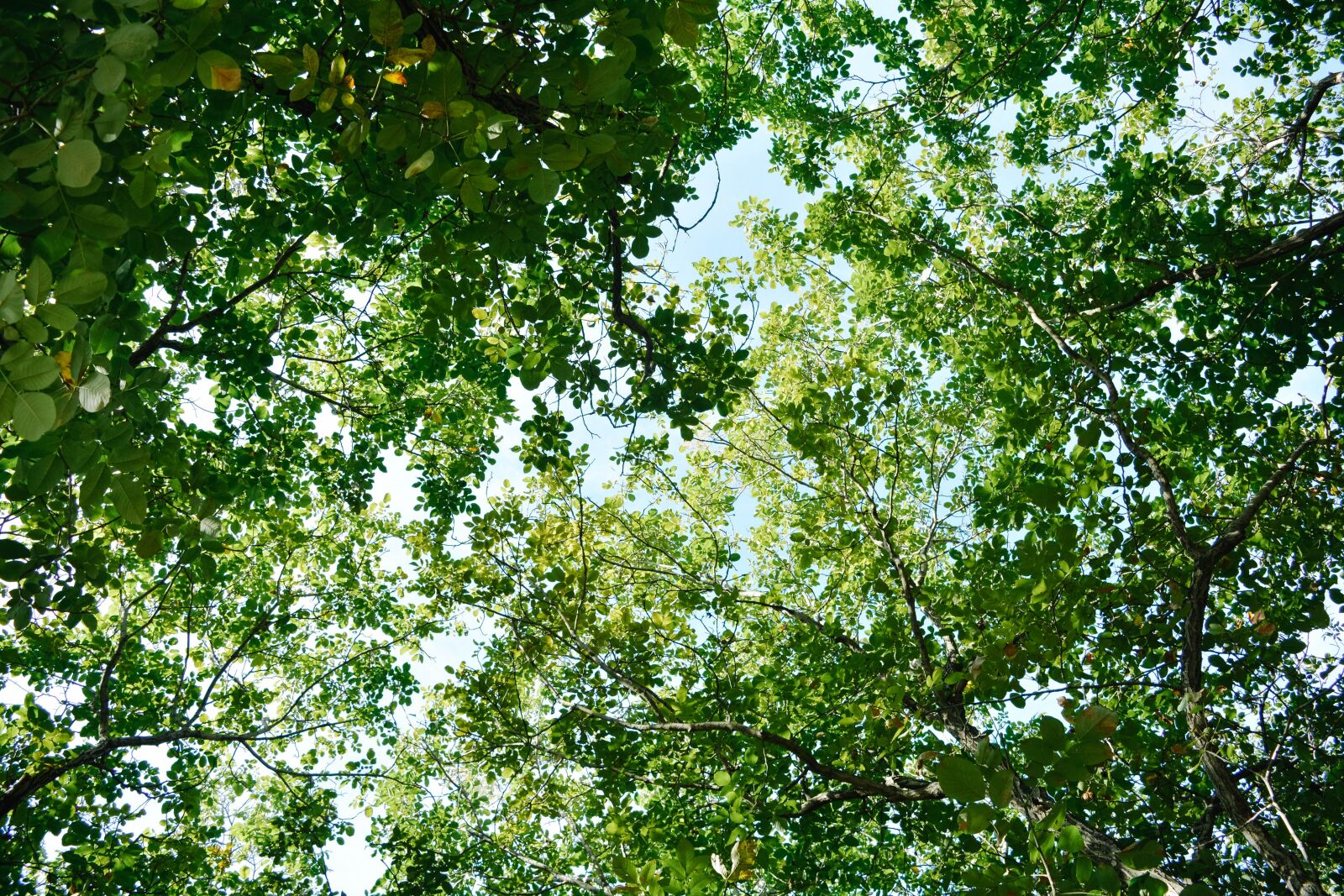 Nikon D5200 sample photo. The leaves, branch, summer photography