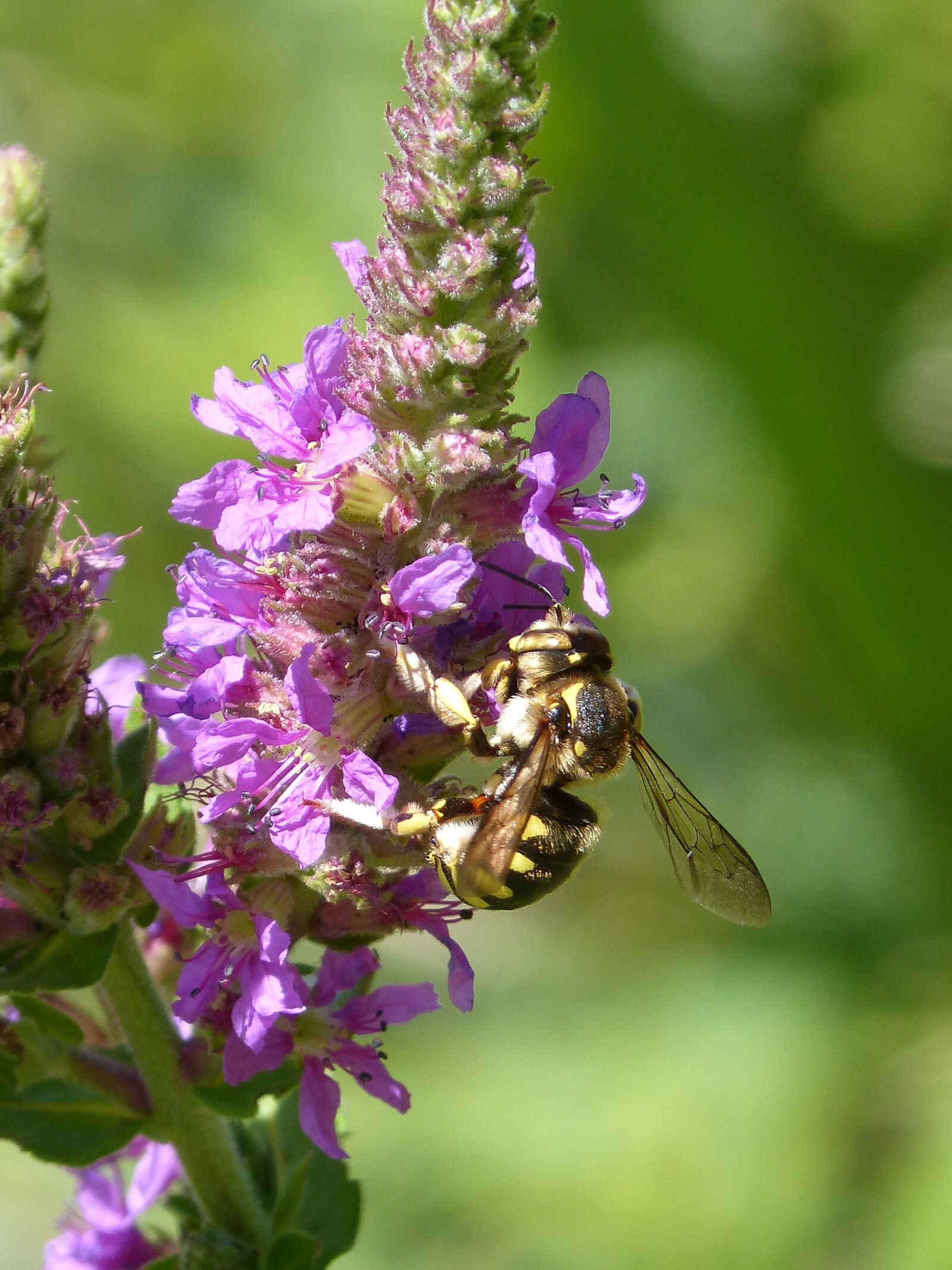 Panasonic DMC-FZ62 sample photo. Hornet, flower, libar photography