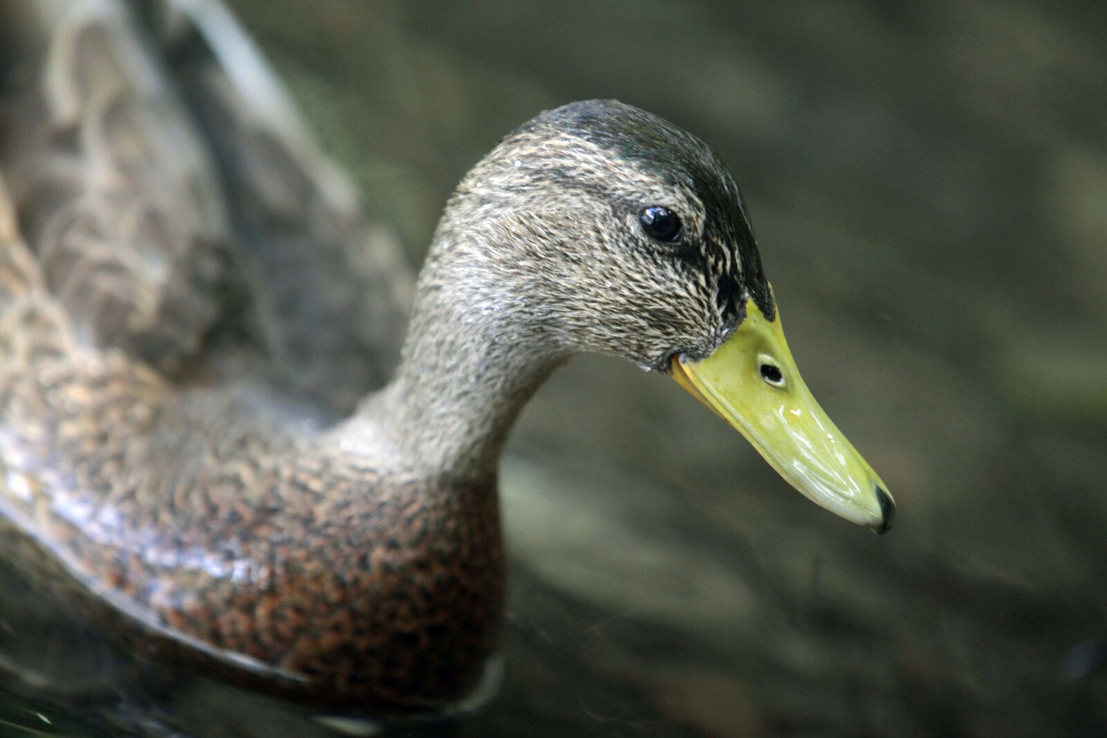 Canon EOS 5D Mark II sample photo. Water, animal, nature photography