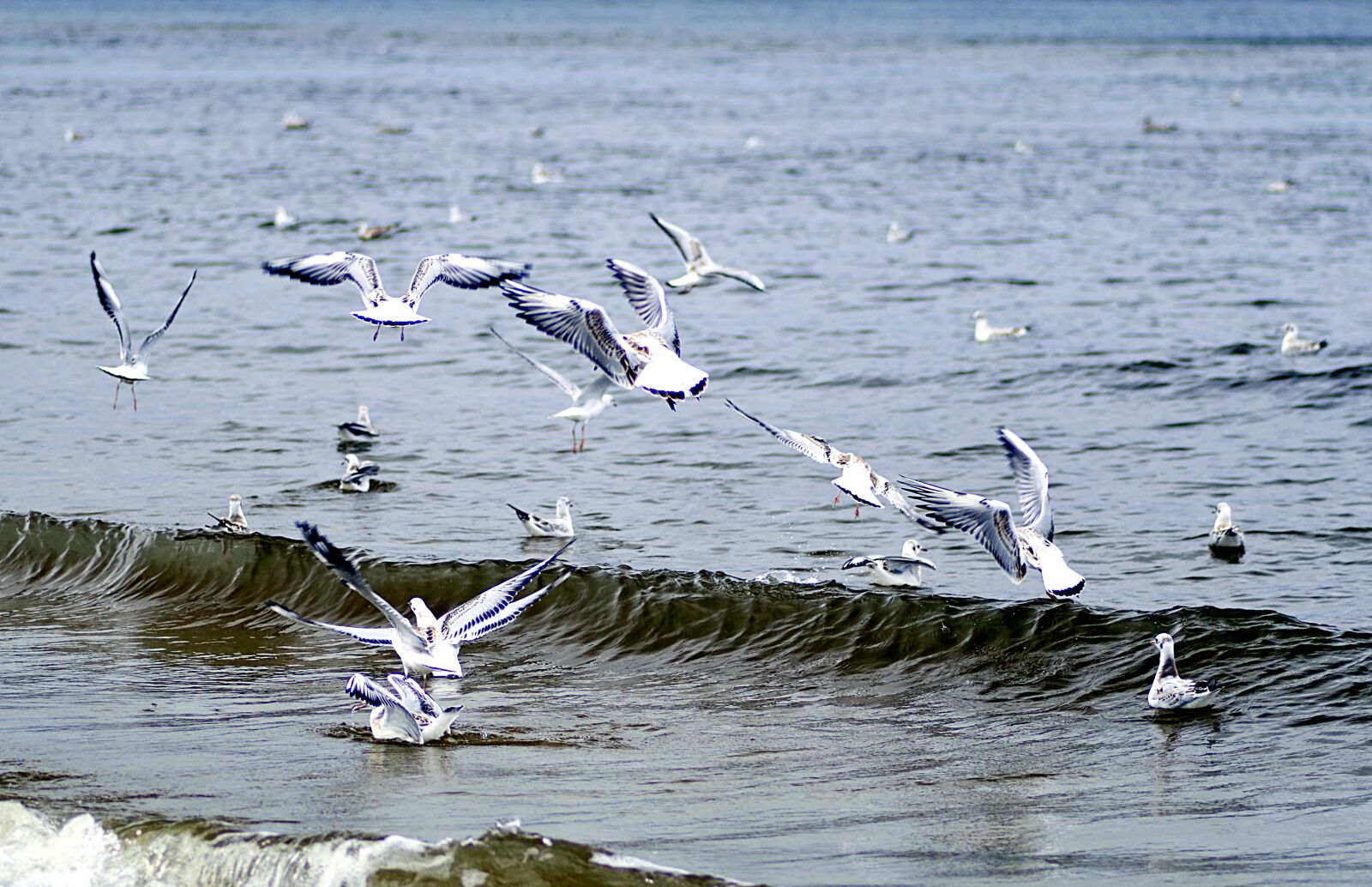 Pentax K-S2 sample photo. The seagulls, seagull mieszka photography
