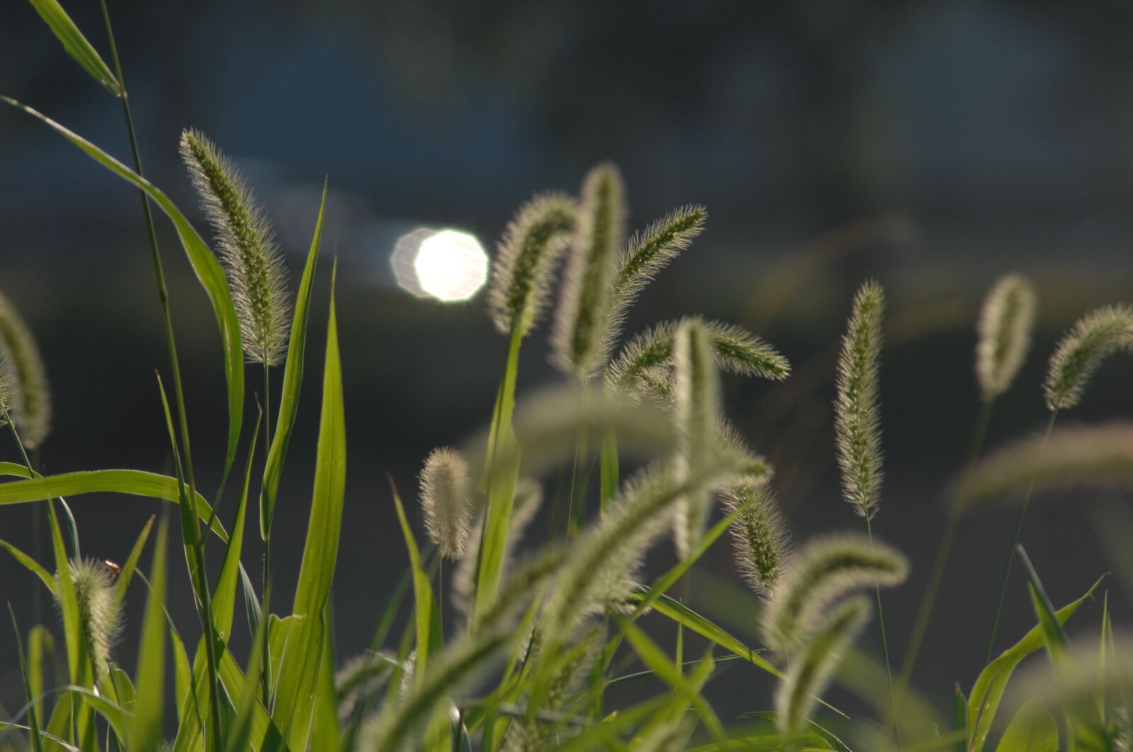 Nikon D2Xs sample photo. Foxtail, backlight, sunshine photography