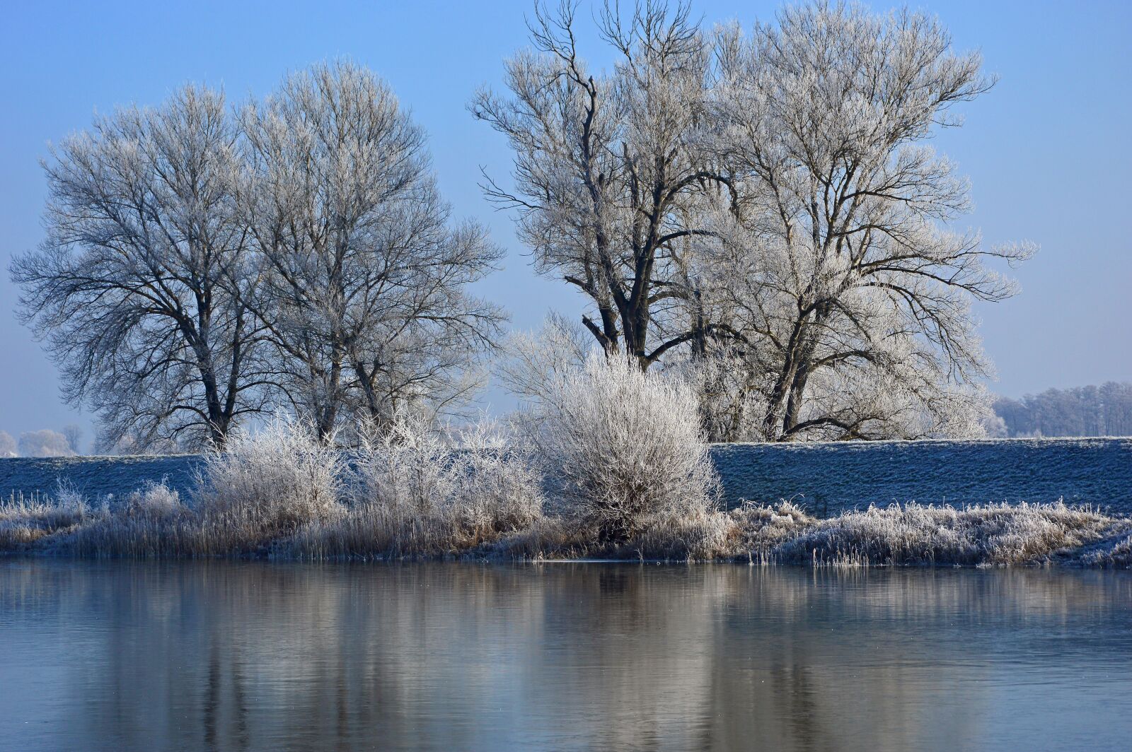 Nikon D3200 sample photo. Hoarfrost, ripe, nature photography