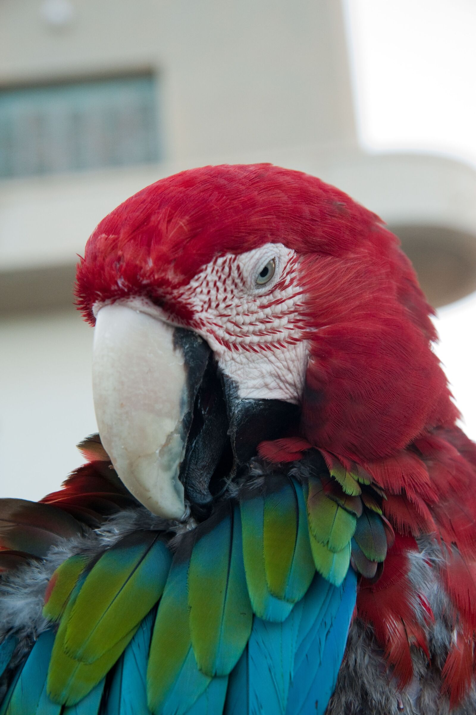 Nikon D700 sample photo. Parrot photography