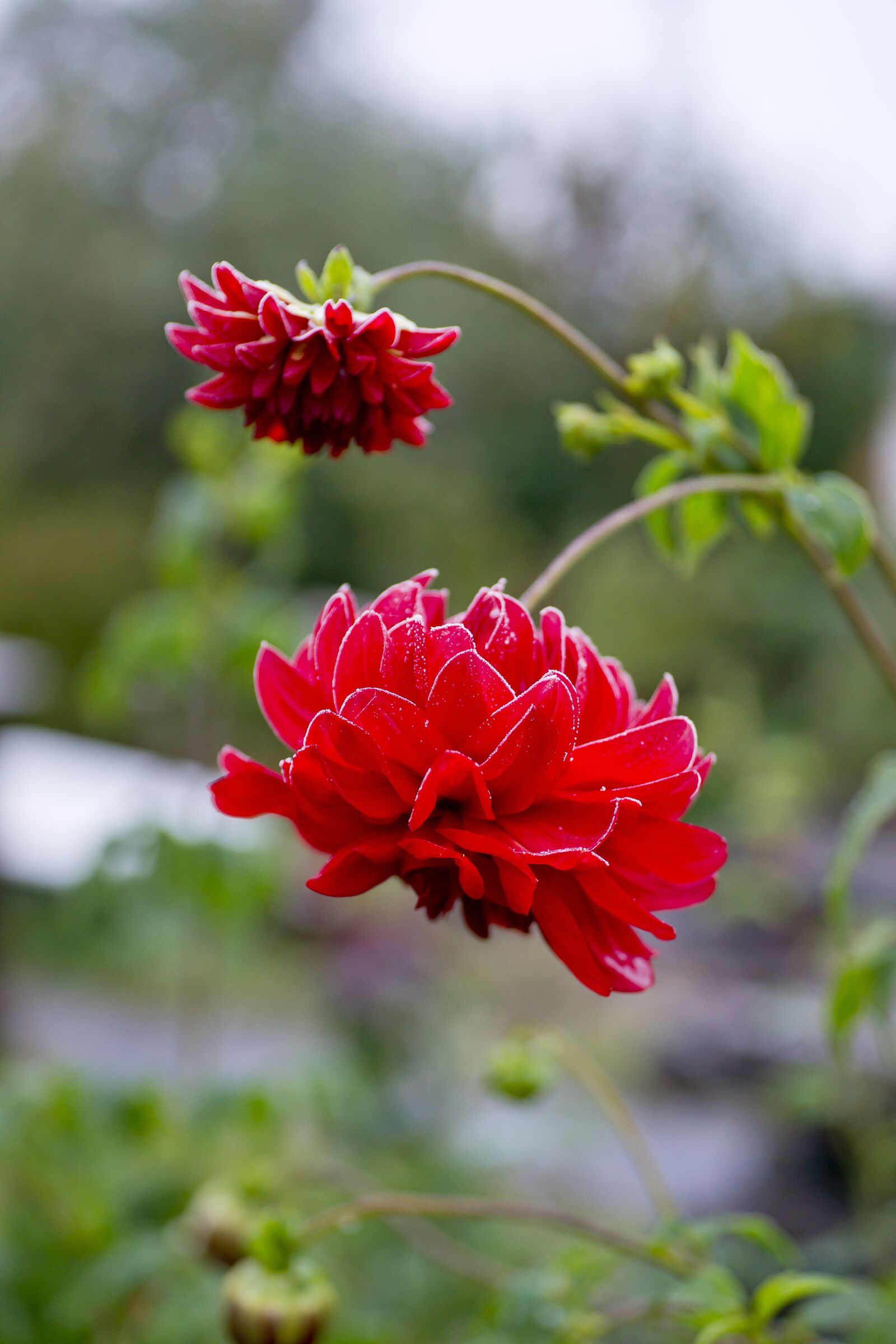 Sony Alpha DSLR-A850 sample photo. Leann, flower, two photography