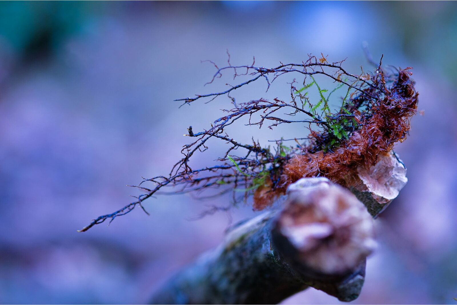 Fujifilm X-E1 sample photo. Forest, branch, nature photography