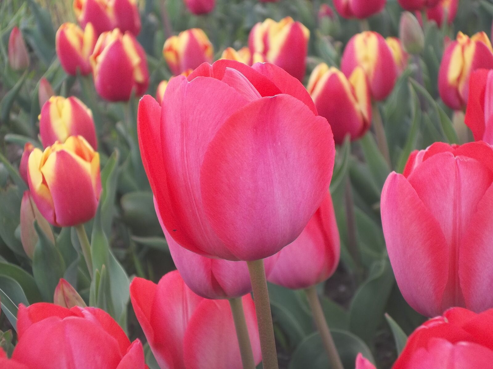 Kodak EASYSHARE CAMERA, M522 sample photo. Tulips, flower, flowers photography