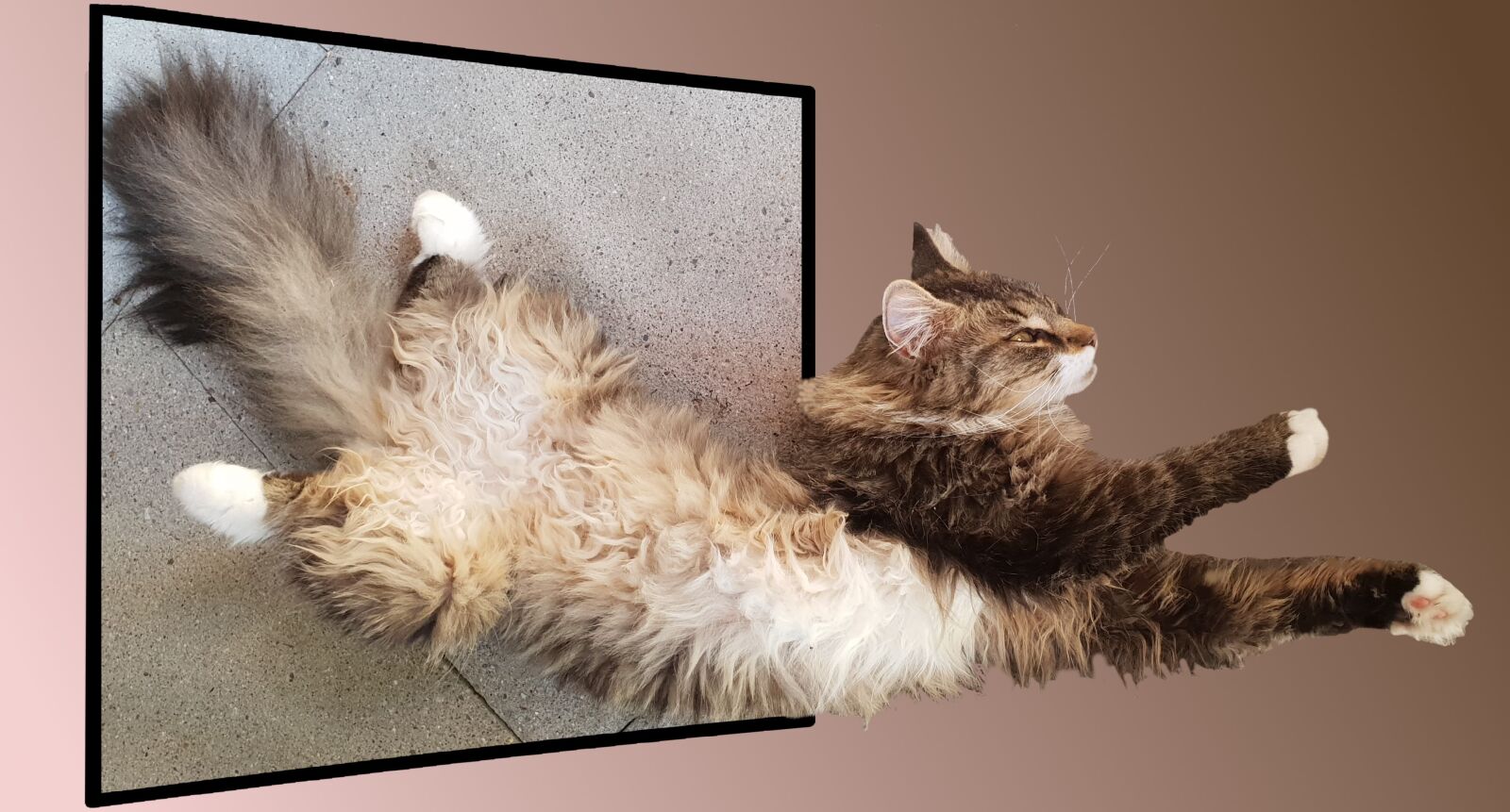 Samsung Galaxy S9 sample photo. Cat, animal, fur photography