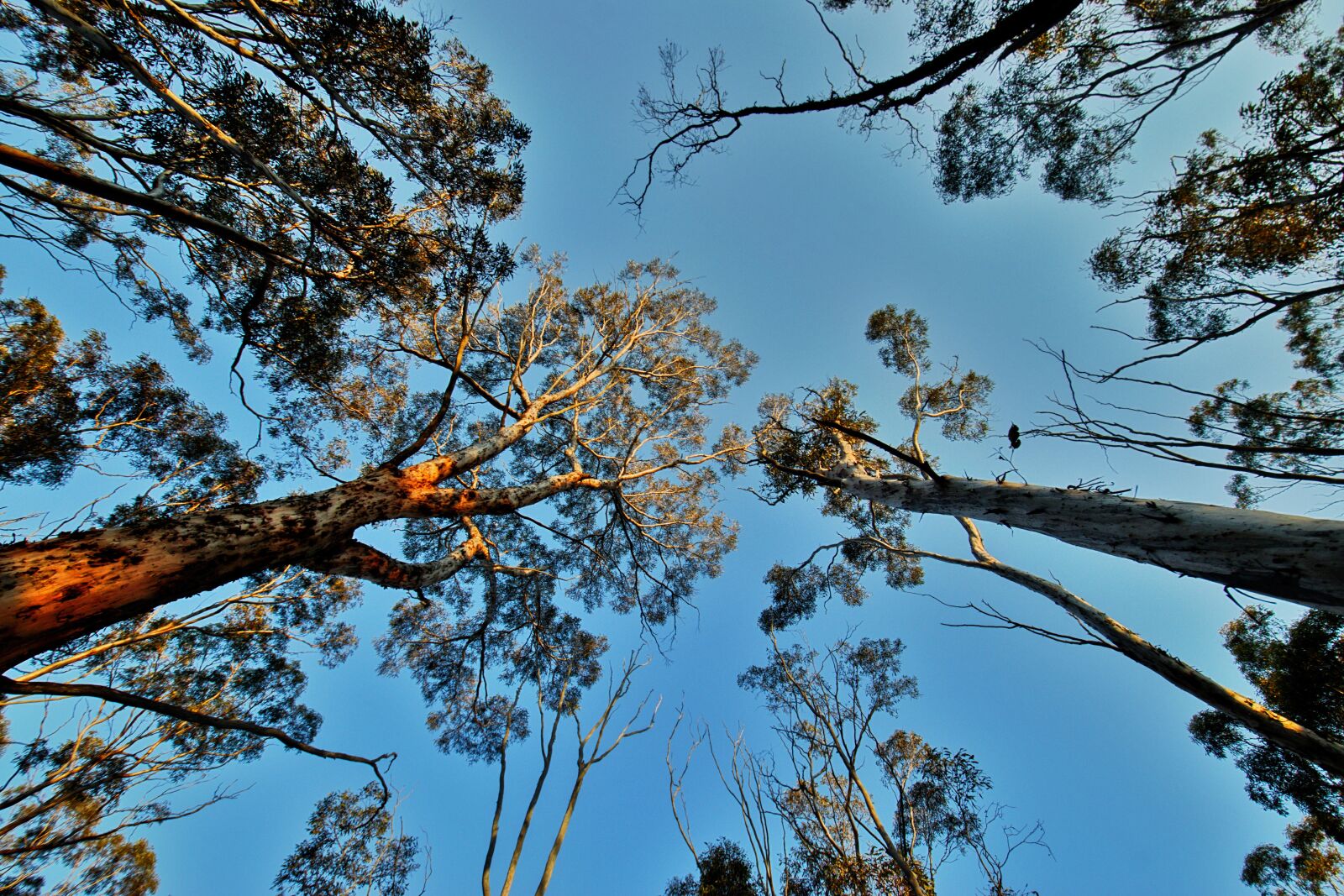 Nikon D3300 sample photo. Sky, trees, nature photography