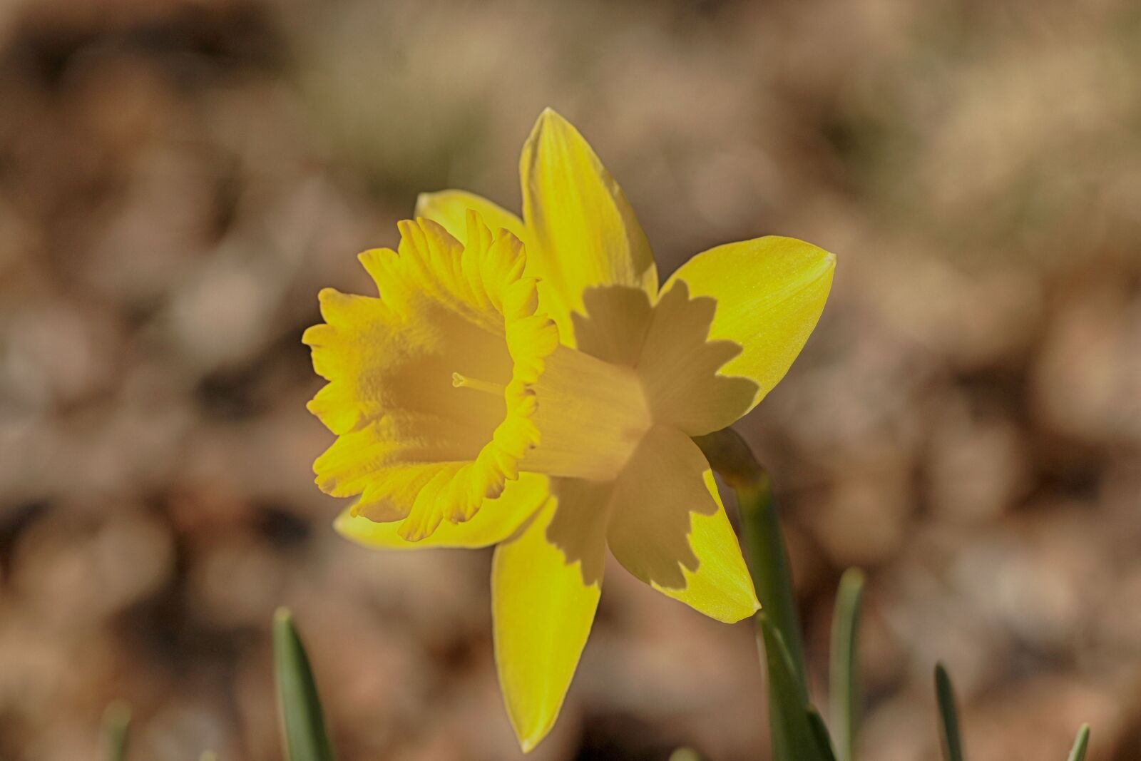 Canon EOS 7D Mark II + Canon EF 100mm F2.8L Macro IS USM sample photo. Daffodil, flower, spring photography
