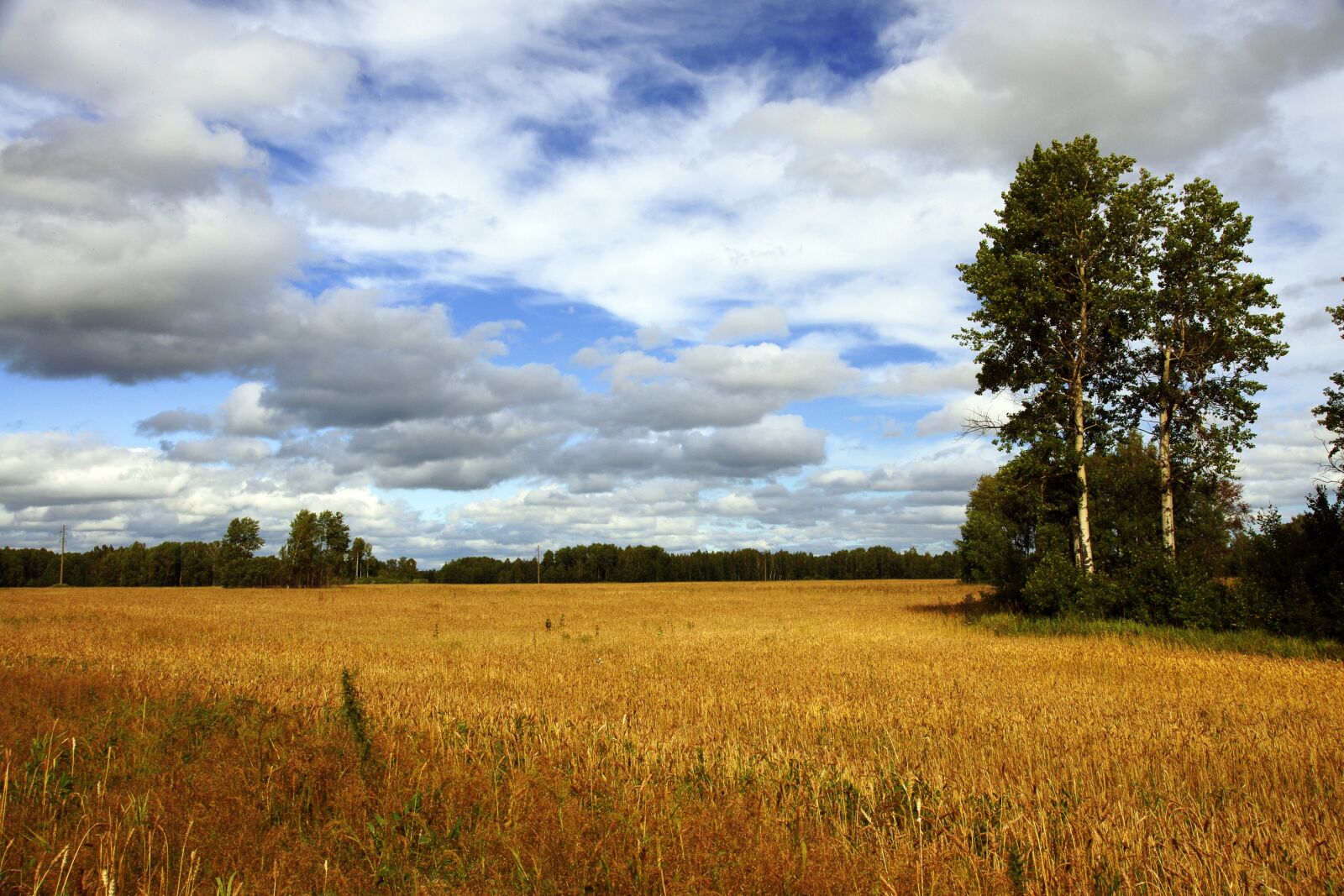 Sony Alpha DSLR-A700 sample photo. Landscape, nature, trees photography