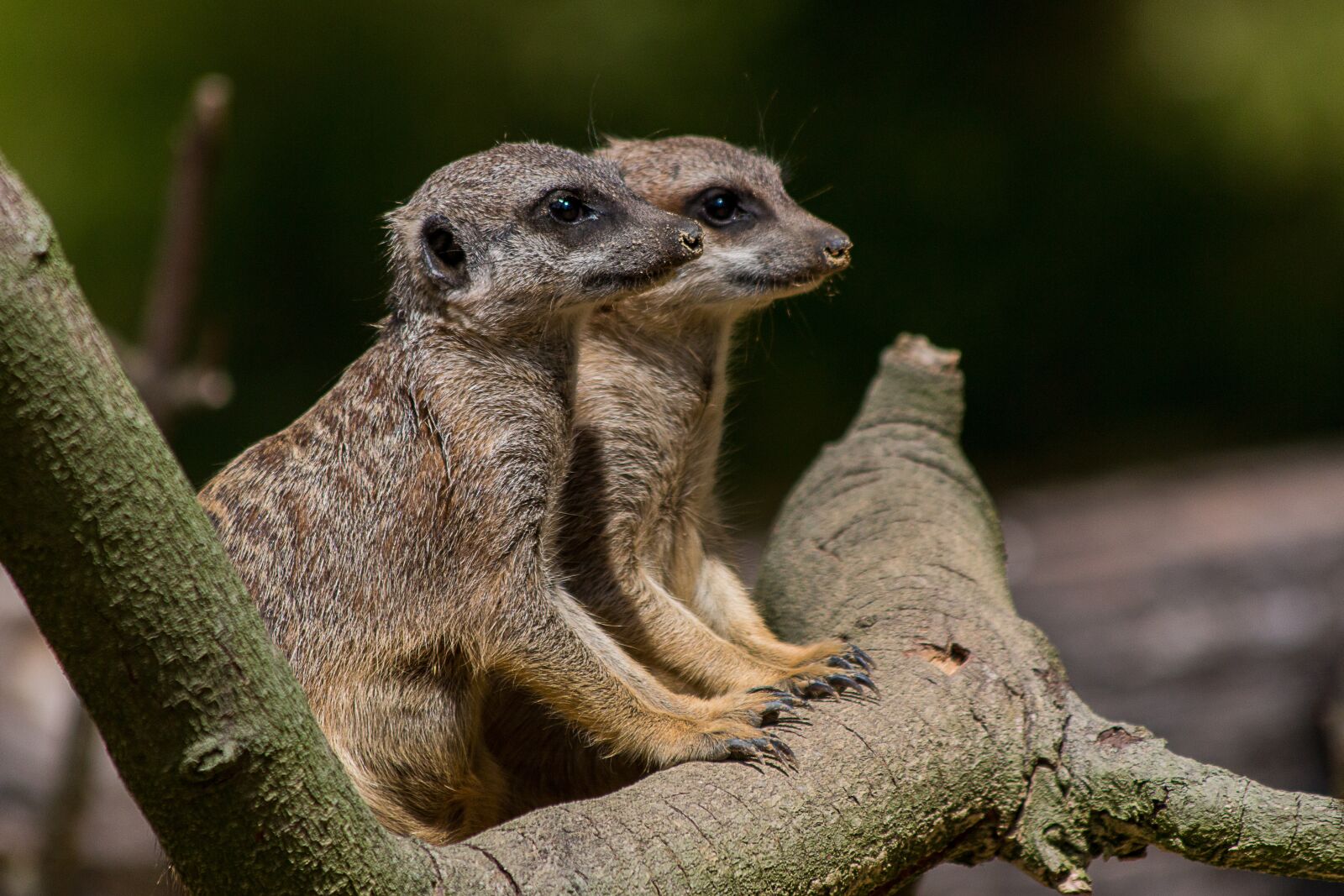 Canon EF 70-300mm F4-5.6 IS USM sample photo. Animal world, nature, animal photography