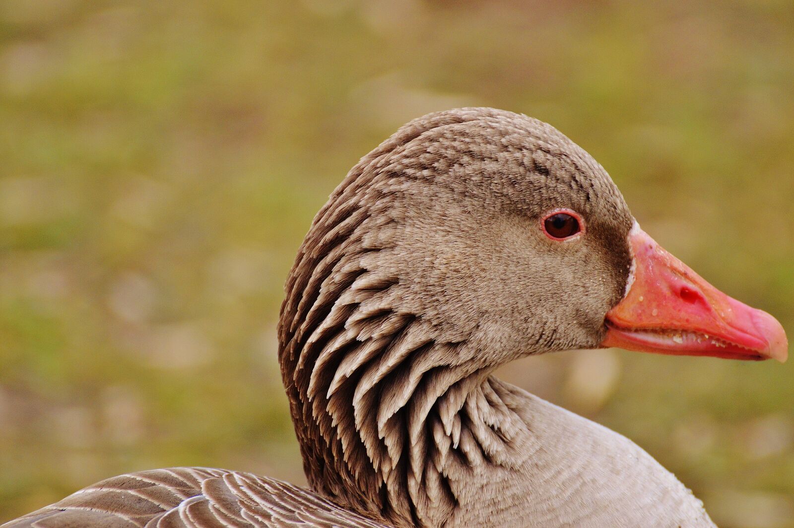 Nikon D3200 sample photo. Goose, bird, feather photography