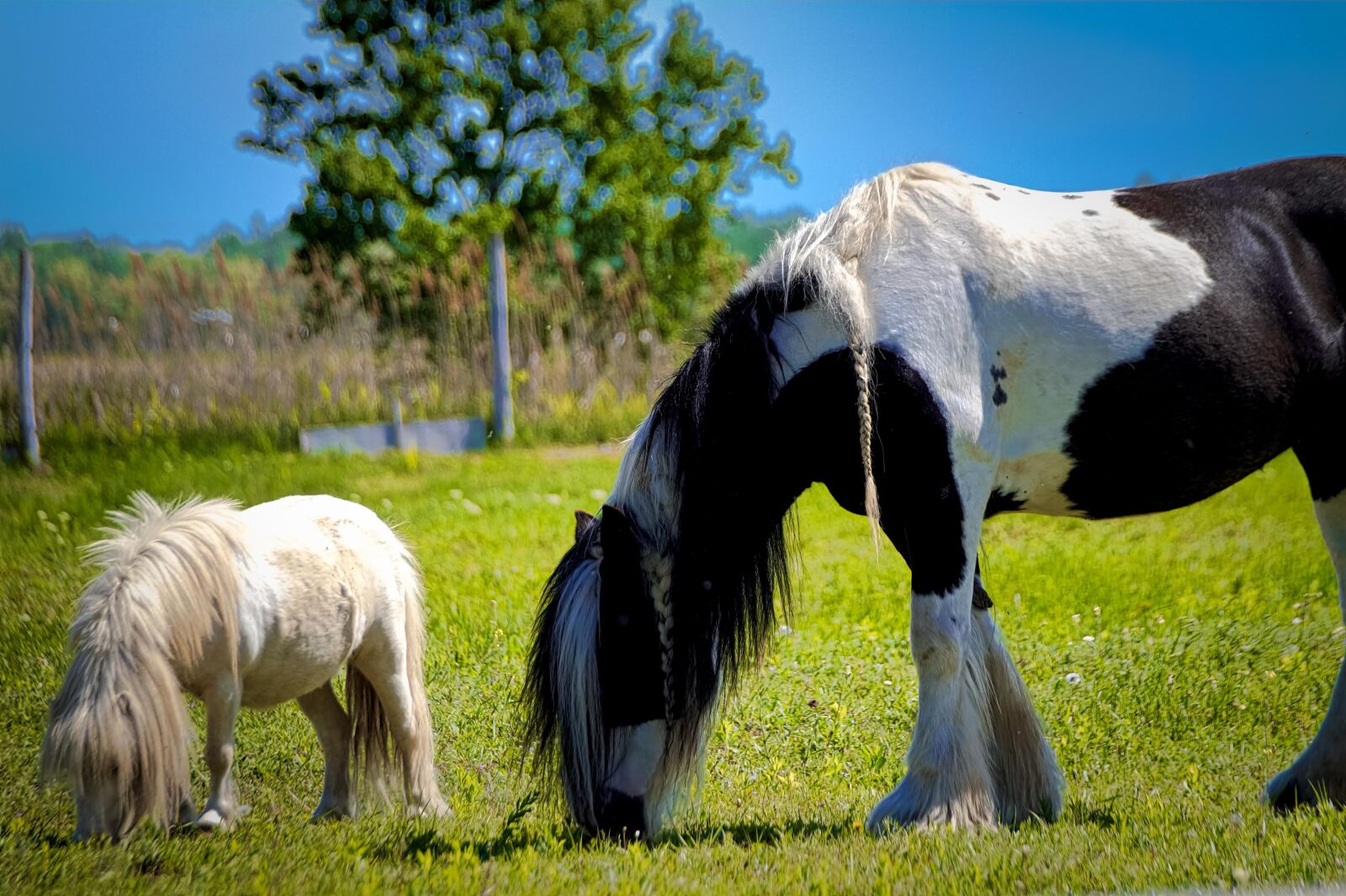 Sony SLT-A58 sample photo. Horse, horses, meadow photography