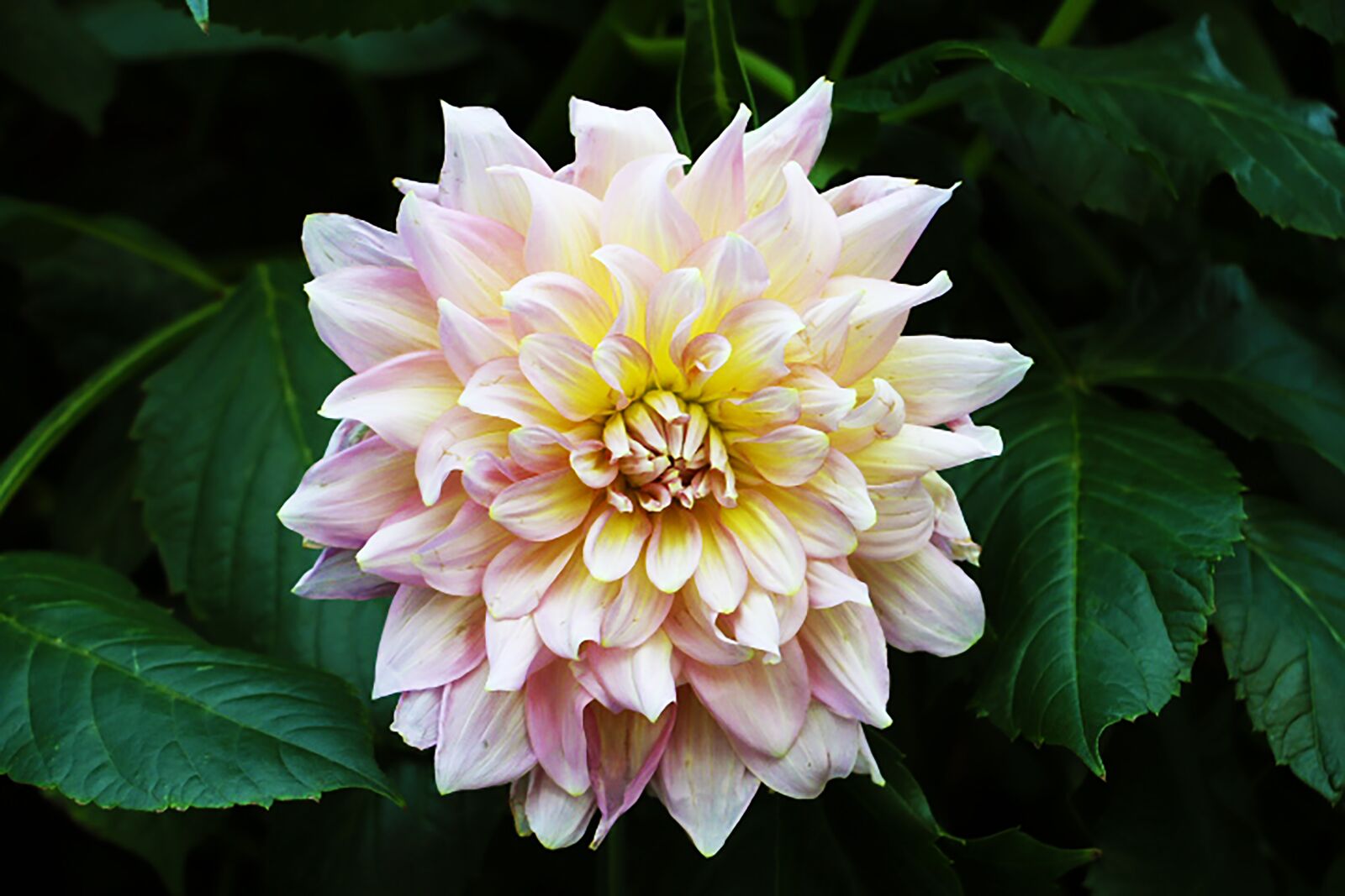 Canon EOS 70D sample photo. Bloom, flora, botany photography