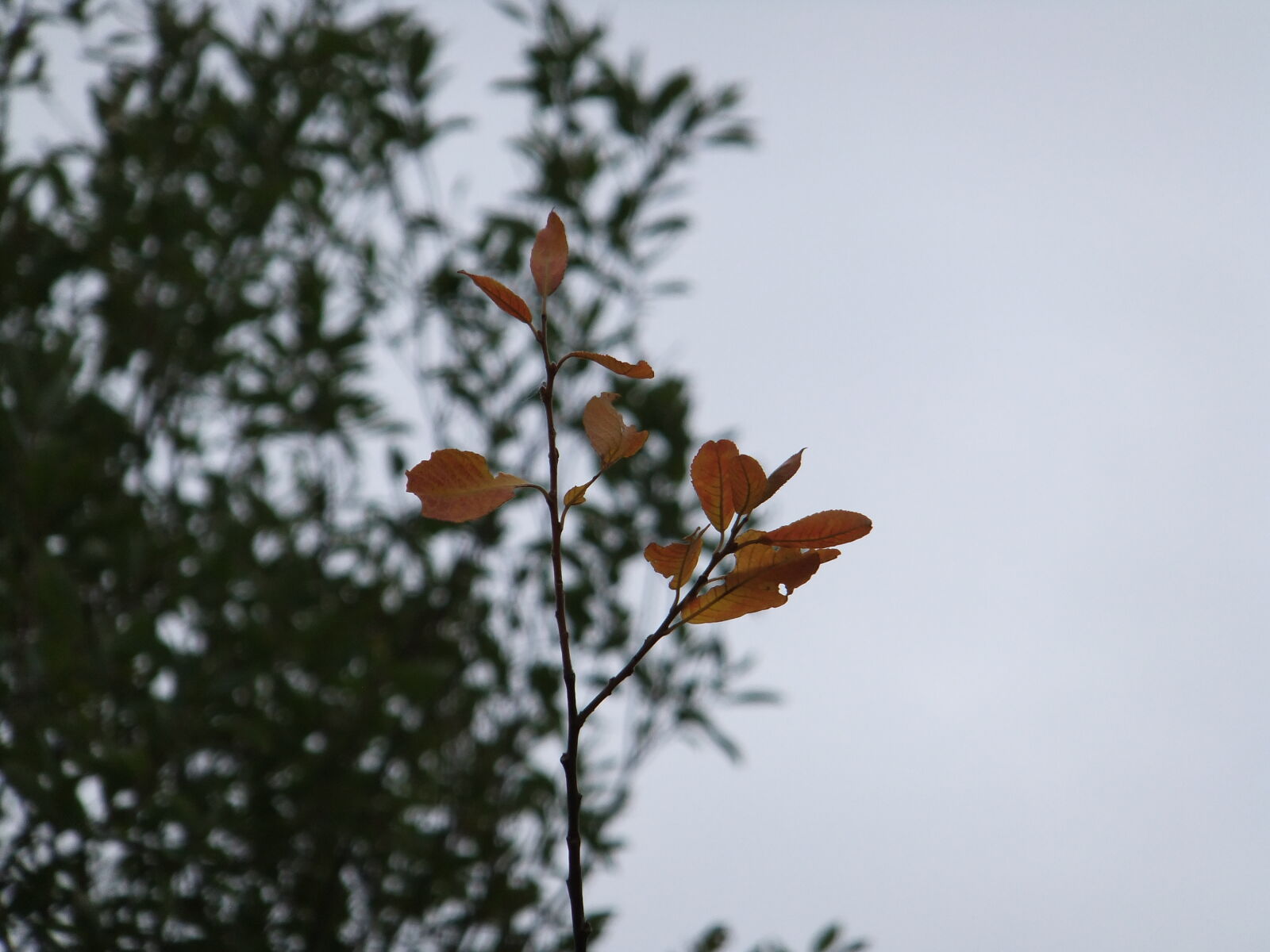 FujiFilm FinePix F300EXR (FinePix F305EXR) sample photo
