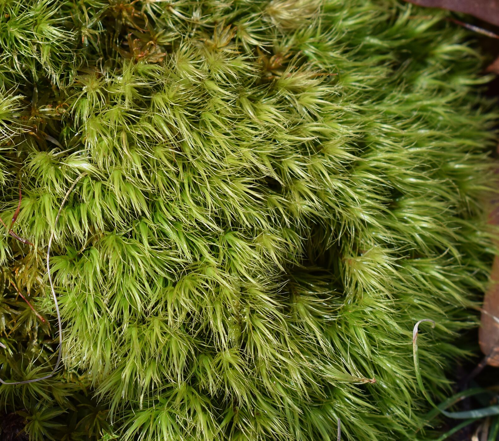 Nikon D3300 sample photo. Moss on forest floor photography