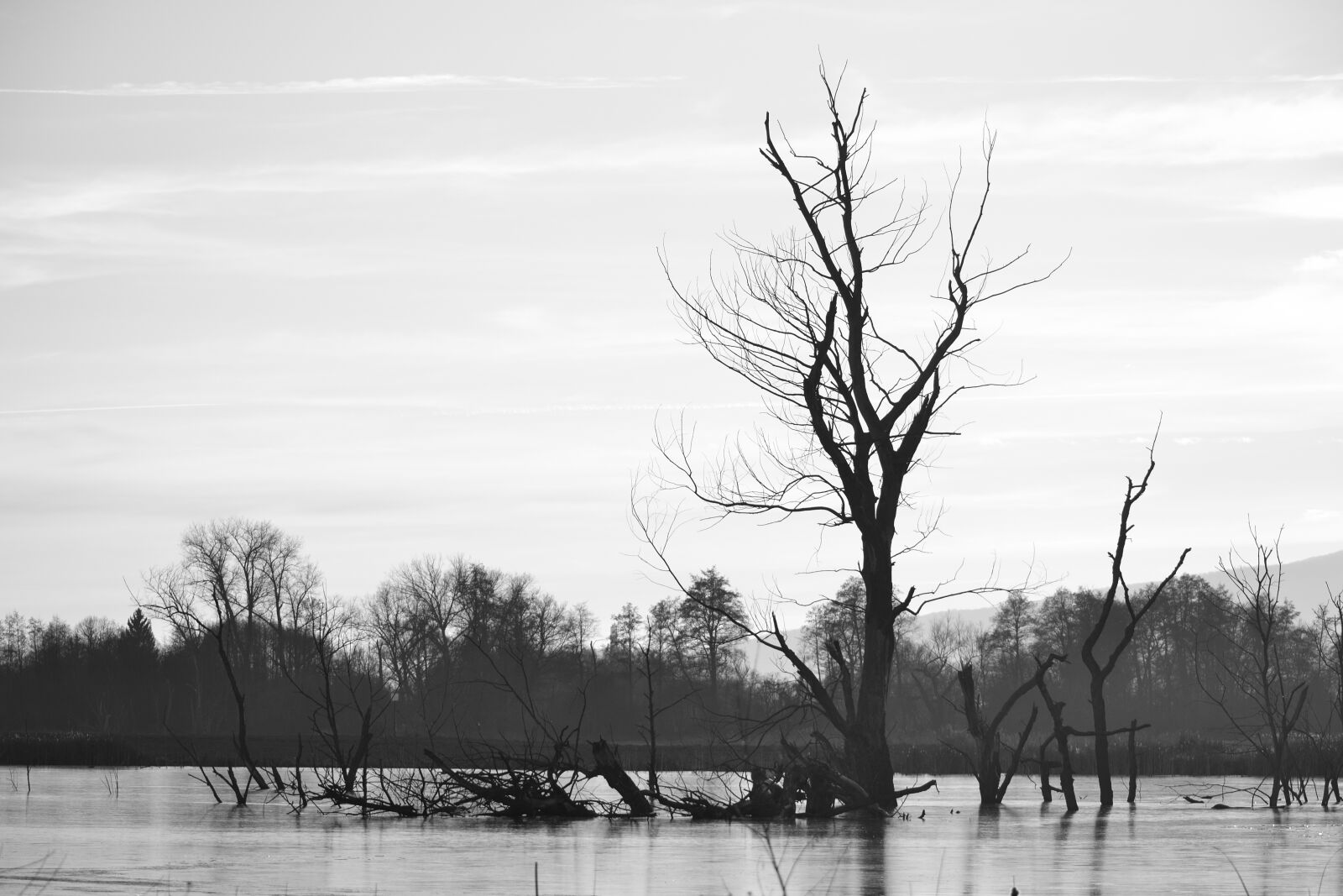 Nikon D3100 sample photo. Nature, trees, lake photography