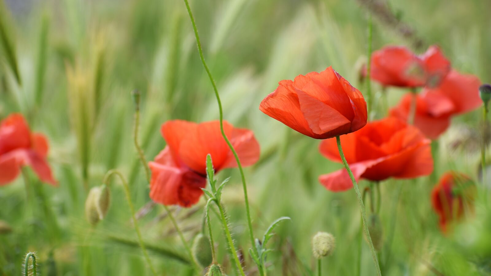 Nikon D3300 sample photo. Red poppies in wind photography
