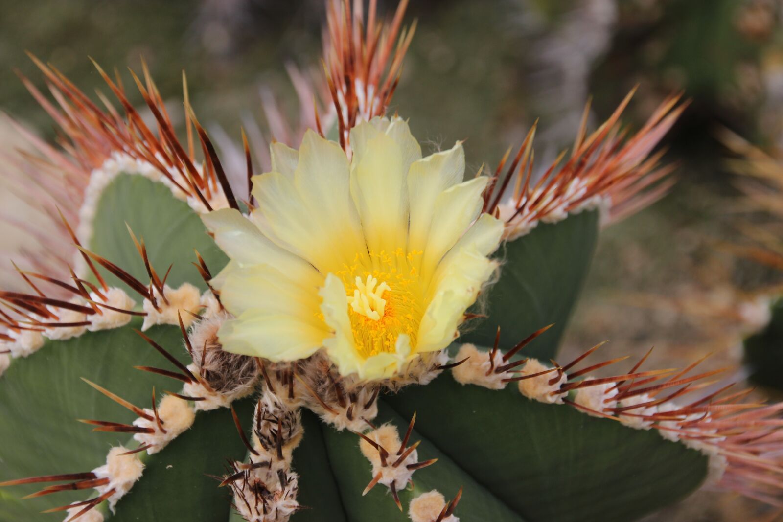 Canon EOS 600D (Rebel EOS T3i / EOS Kiss X5) sample photo. Cactus, blossom, bloom photography
