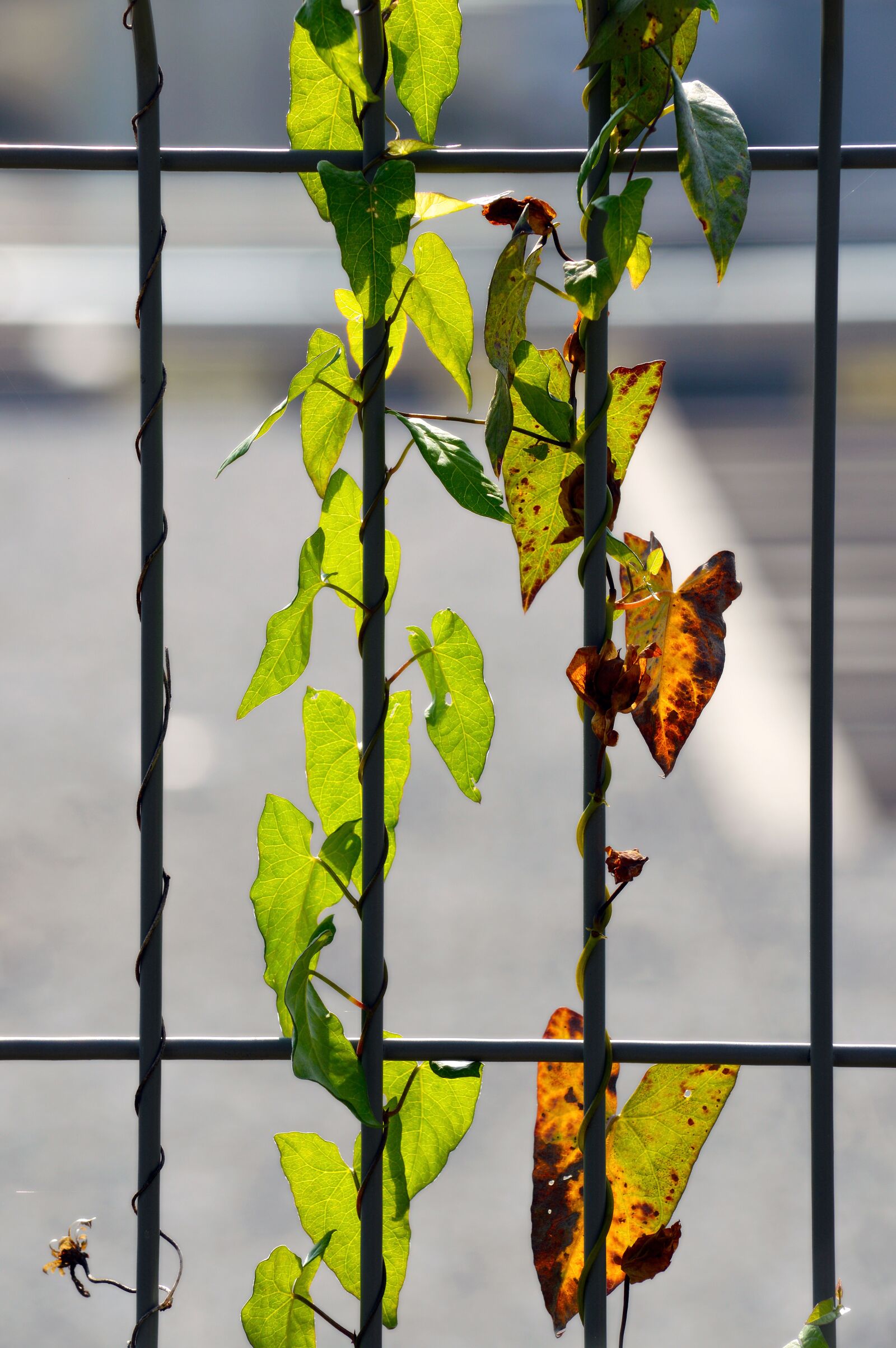 Nikon D3200 sample photo. Grid, plant, overgrown photography