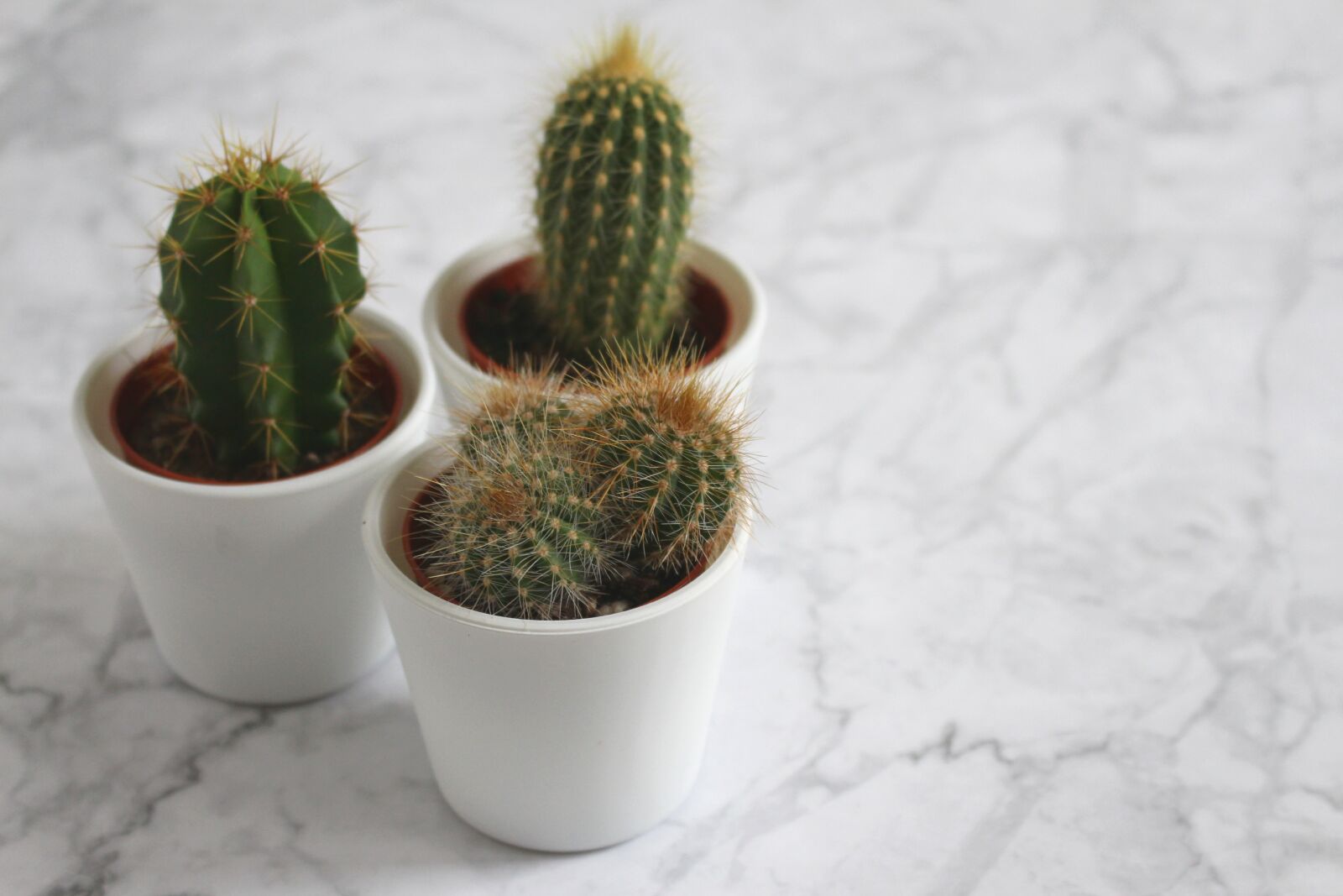 Canon EOS 700D (EOS Rebel T5i / EOS Kiss X7i) sample photo. Cactus, houseplant, green photography
