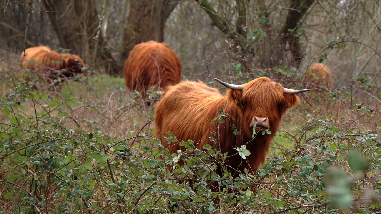 Canon EF-S 18-135mm F3.5-5.6 IS USM sample photo. Cows, natural, cattle photography