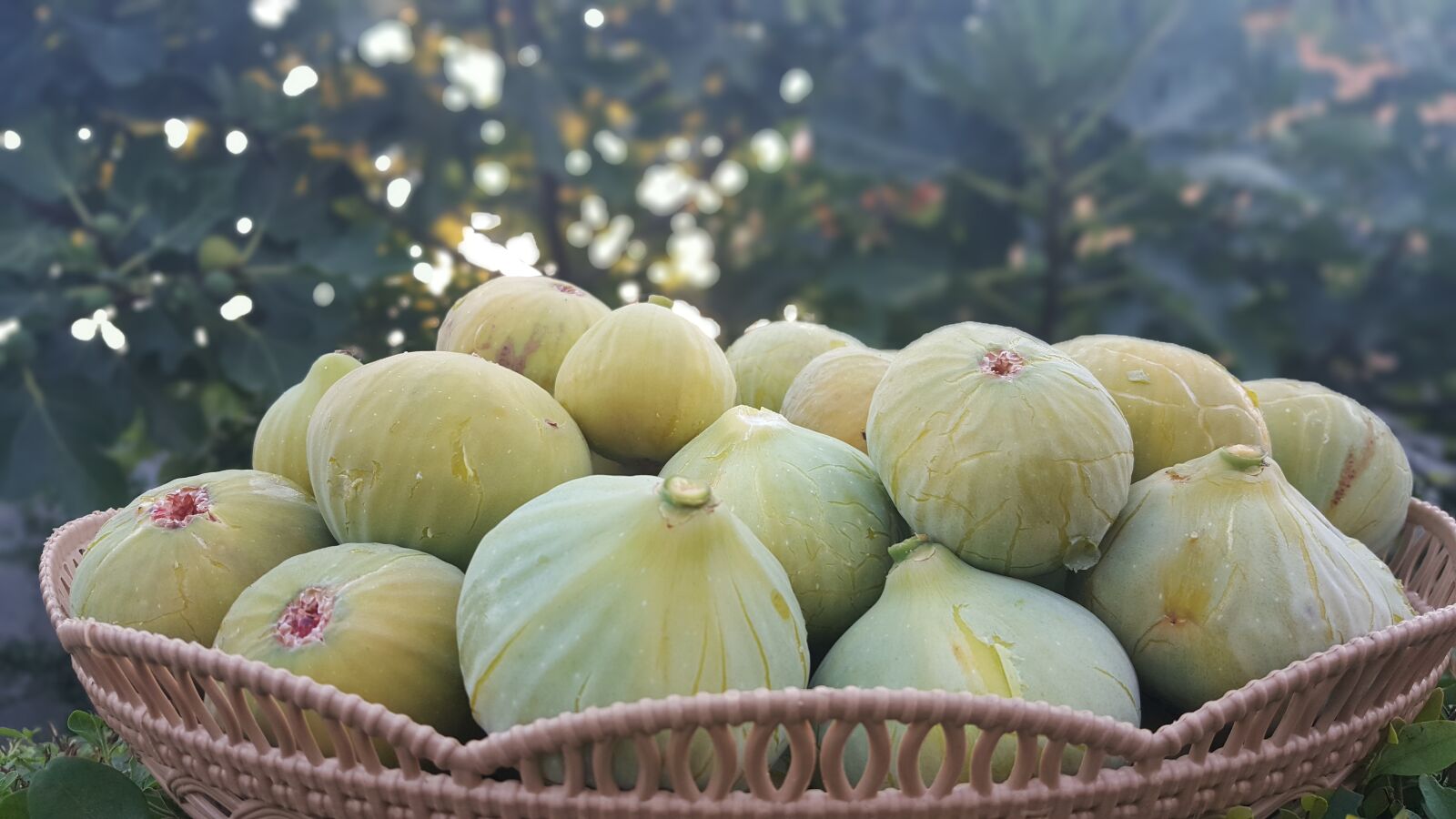 Samsung Galaxy Note5 sample photo. Fig, fruit, sweet photography