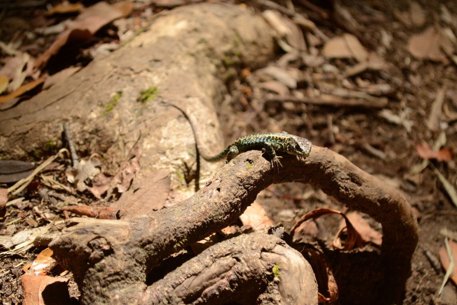Nikon D3100 sample photo. Lizard, animals, nature photography