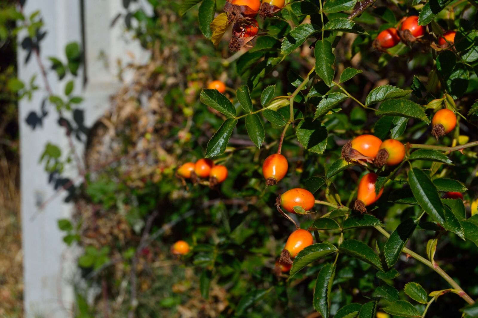 Nikon D3200 sample photo. Fruit, food, garden photography