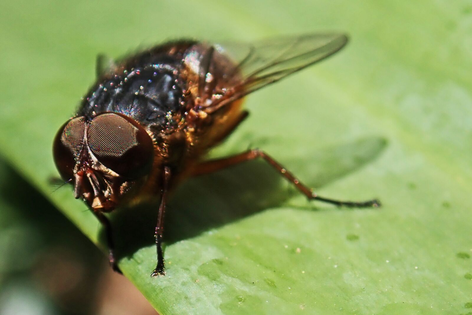 Olympus TG-5 sample photo. Fly, blowfly, insect photography