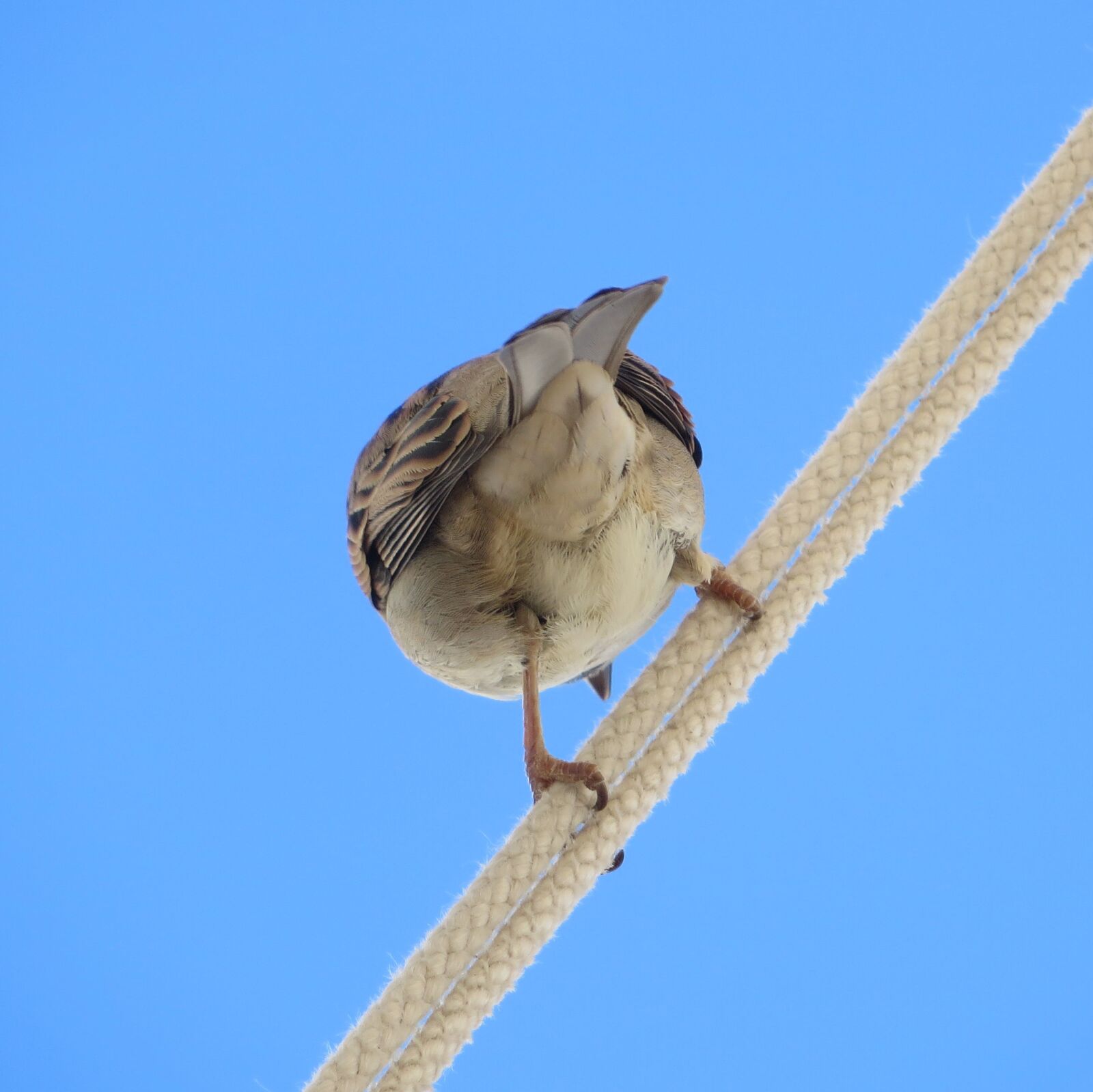 Canon PowerShot SX270 HS sample photo. Sparrow, bird, small photography